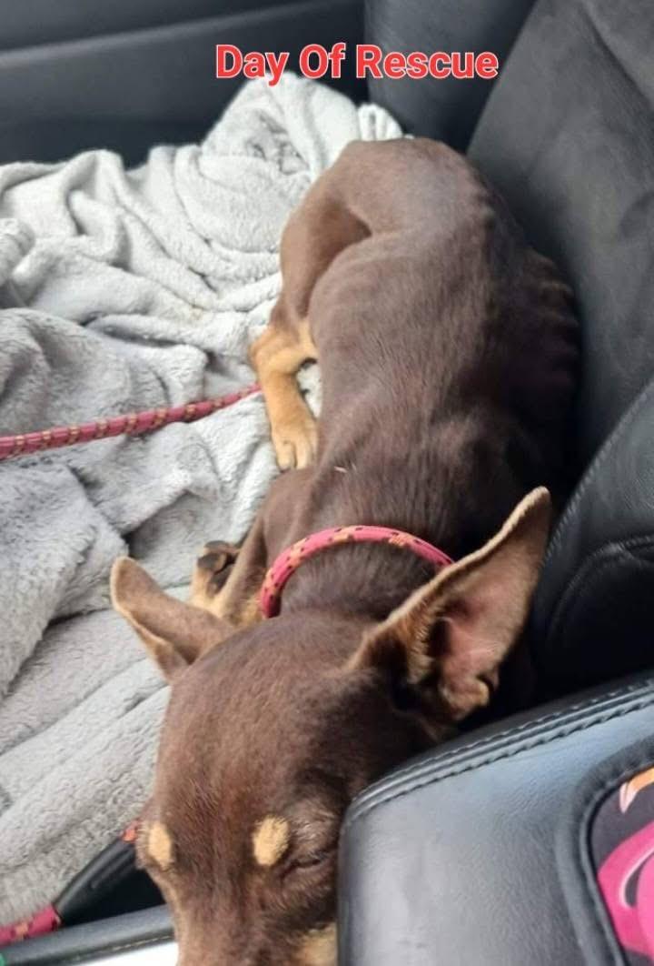 Enlarge Roux, a ADOPTABLE mixed breed in Ooltewah, TN image 5/5