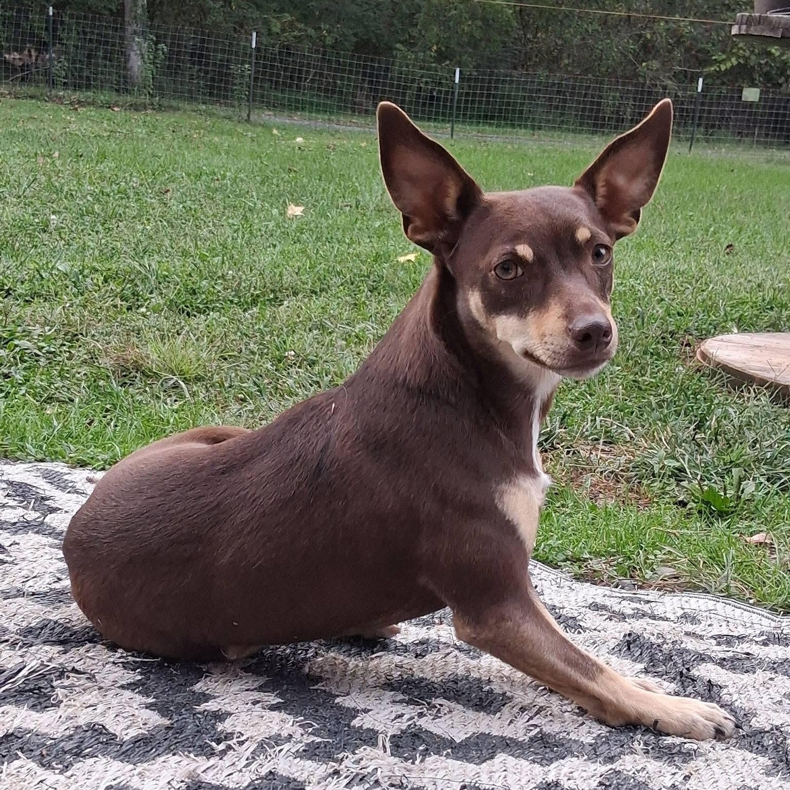 Enlarge Roux, a ADOPTABLE mixed breed in Ooltewah, TN image 1/5