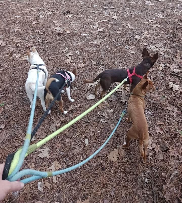 Enlarge Roux, a ADOPTABLE mixed breed in Ooltewah, TN image 4/5