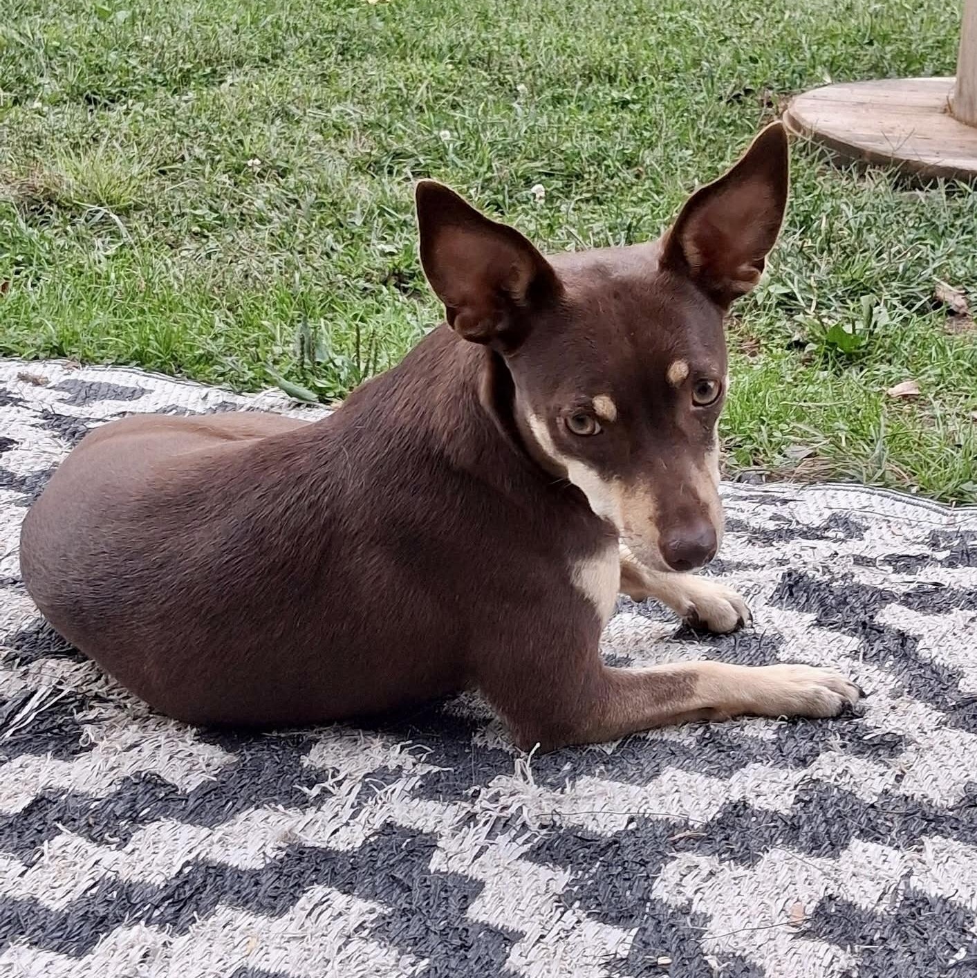 Enlarge Roux, a ADOPTABLE mixed breed in Ooltewah, TN image 3/5