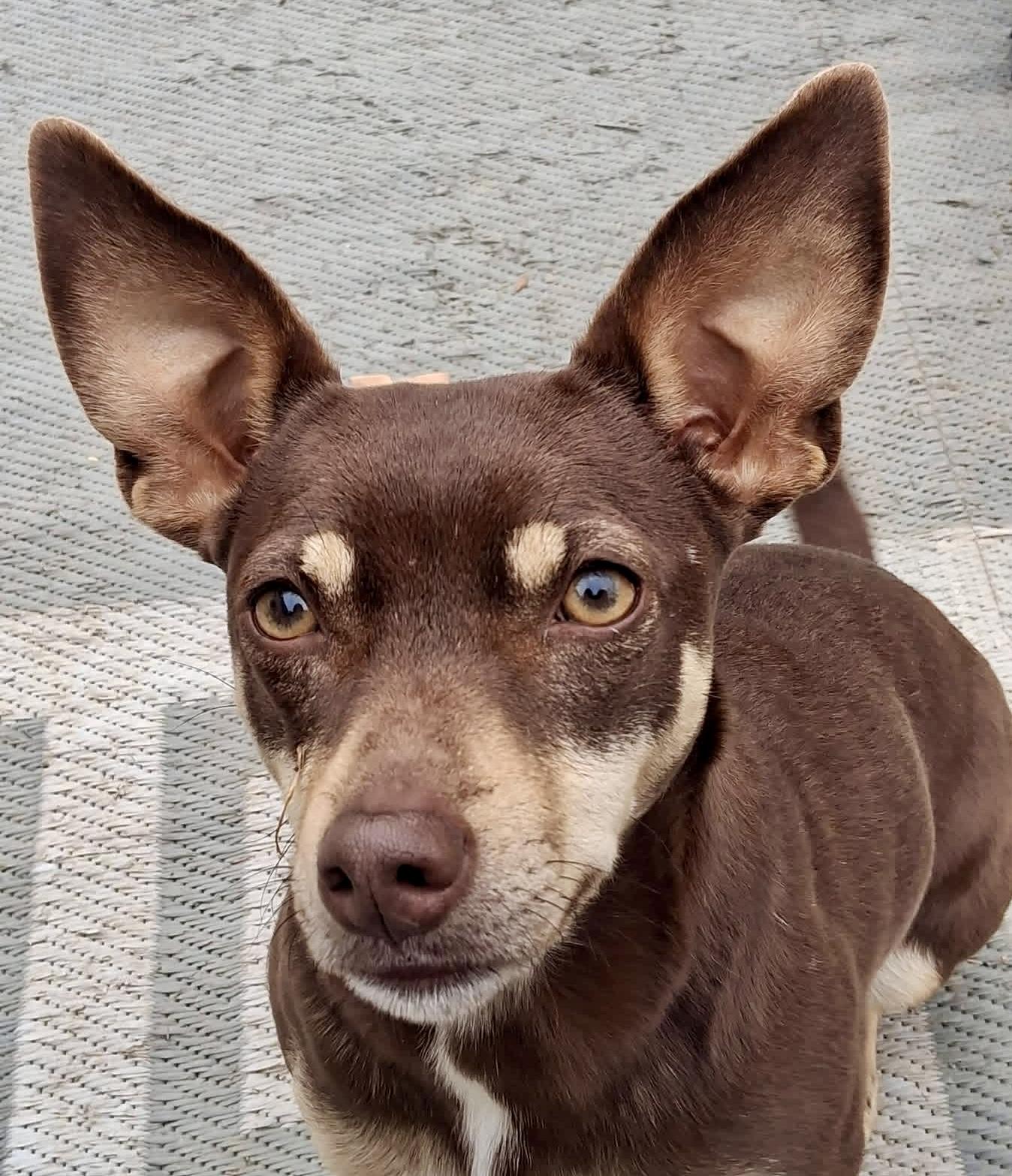 Enlarge Roux, a ADOPTABLE mixed breed in Ooltewah, TN image 2/5