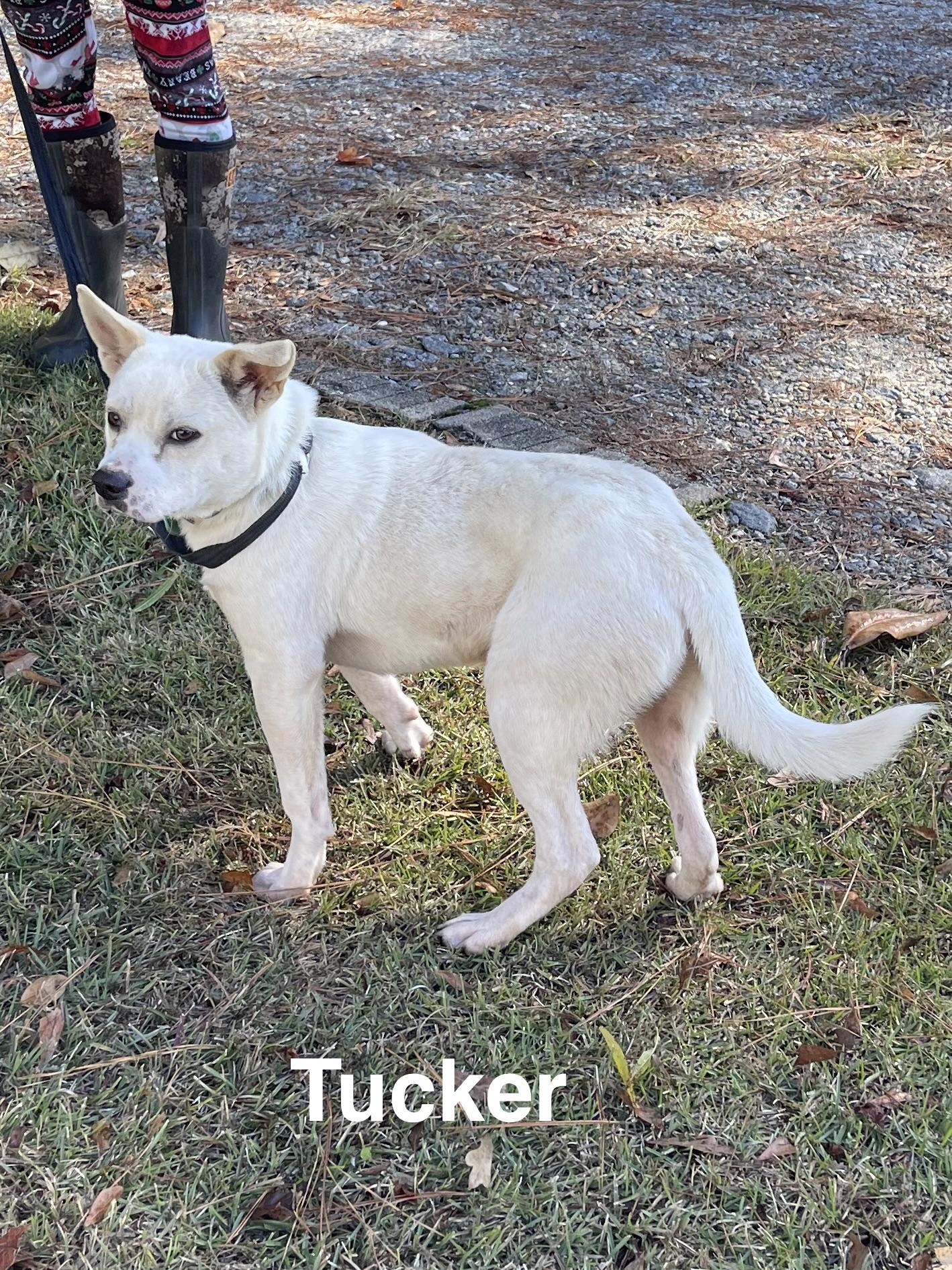 Tucker, Adoptable, Young Male Bulldog.