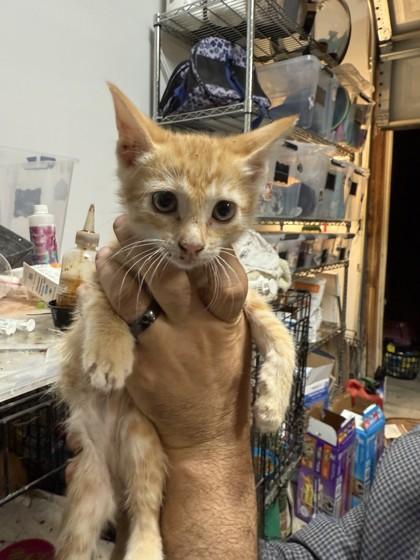 Trip, a Adoptable Domestic Short Hair in Fort Worth, TX image 2/2