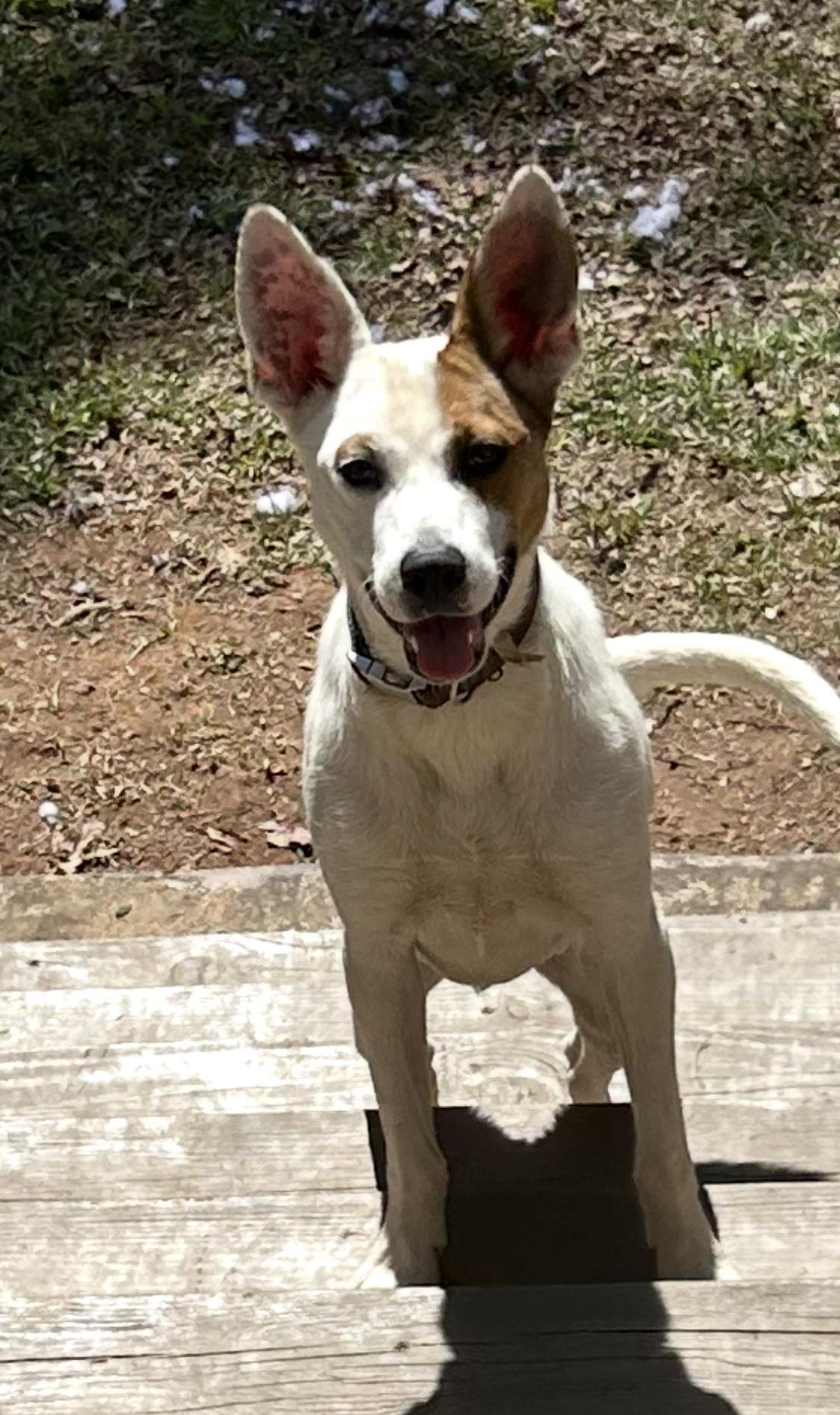 Foxy, Adopted, Young Female Terrier & Border Collie.