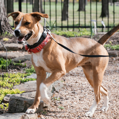 6785 Hollie2, a Adoptable mixed breed in Springfield, MO image 1/6