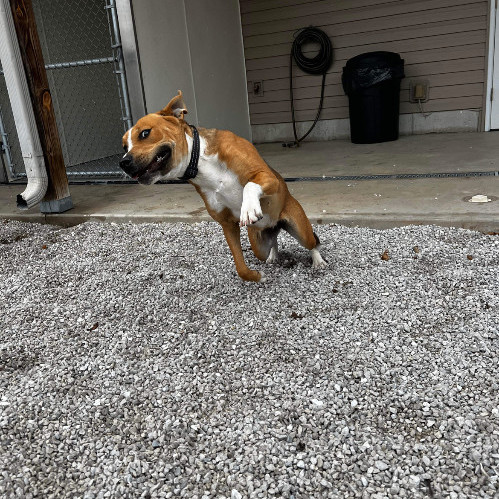 6785 Hollie2, a Adoptable mixed breed in Springfield, MO image 2/6