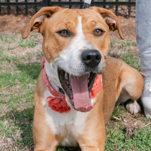 6785 Hollie2, a Adoptable mixed breed in Springfield, MO image 3/6