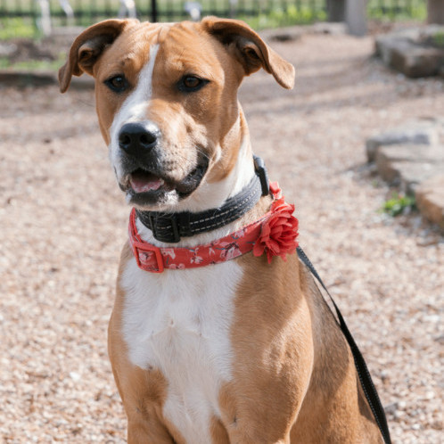 6785 Hollie2, a Adoptable mixed breed in Springfield, MO image 4/6