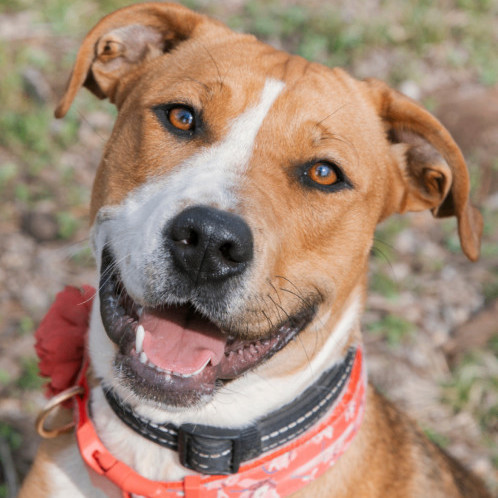 6785 Hollie2, a Adoptable mixed breed in Springfield, MO image 5/6