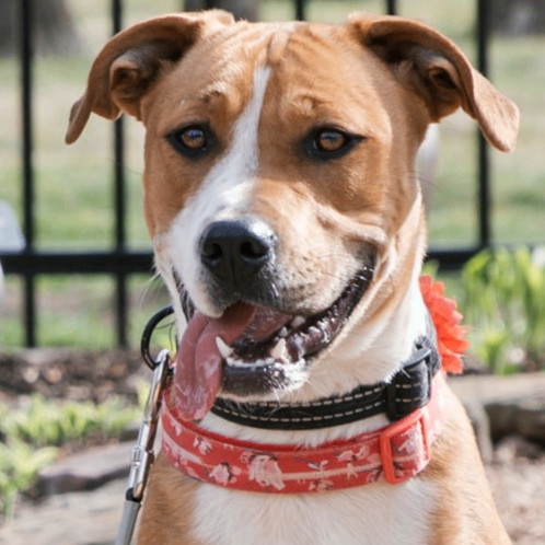 6785 Hollie2, a Adoptable mixed breed in Springfield, MO image 6/6