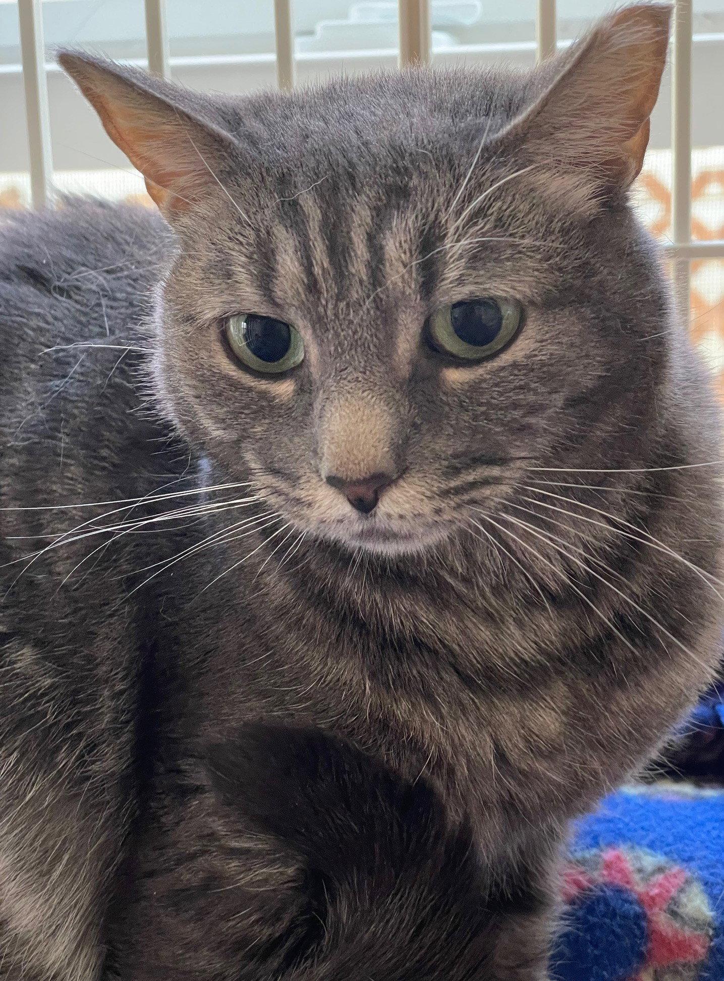 Relish, Adoptable, Adult Female Tabby & Domestic Short Hair.