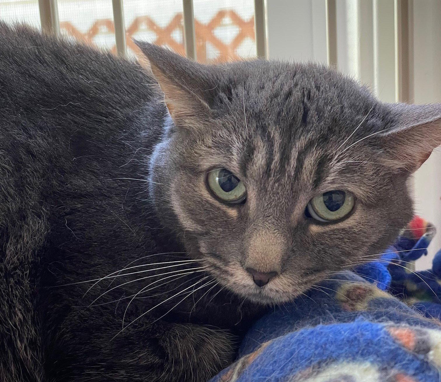 Enlarge Relish, a Adoptable mixed breed in Island Lake, IL image 2/2