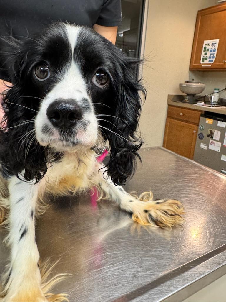 Maizey, a ADOPTABLE Cocker Spaniel in Battle Creek, MI image 1/3