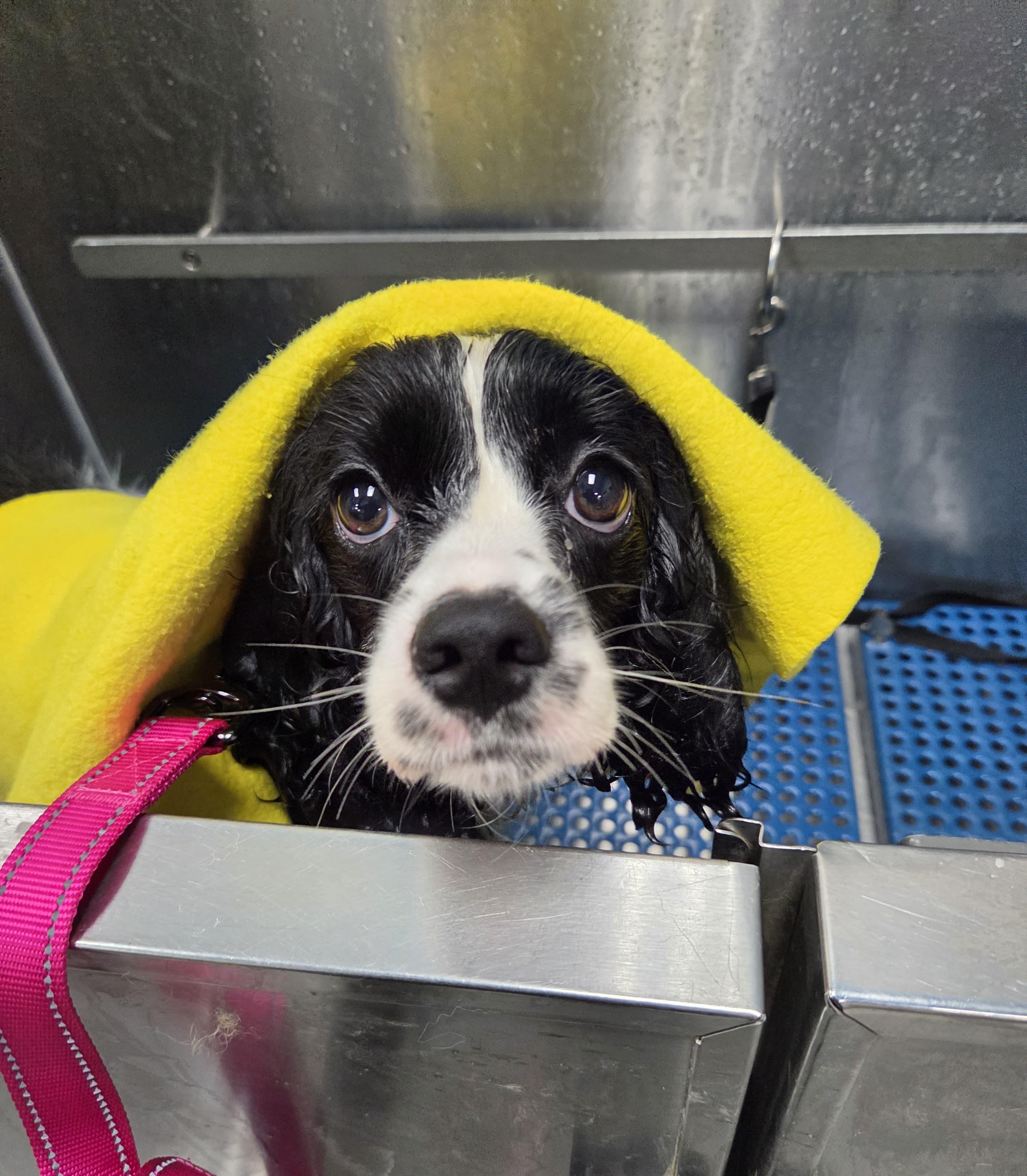 Maizey, a ADOPTABLE Cocker Spaniel in Battle Creek, MI image 2/3