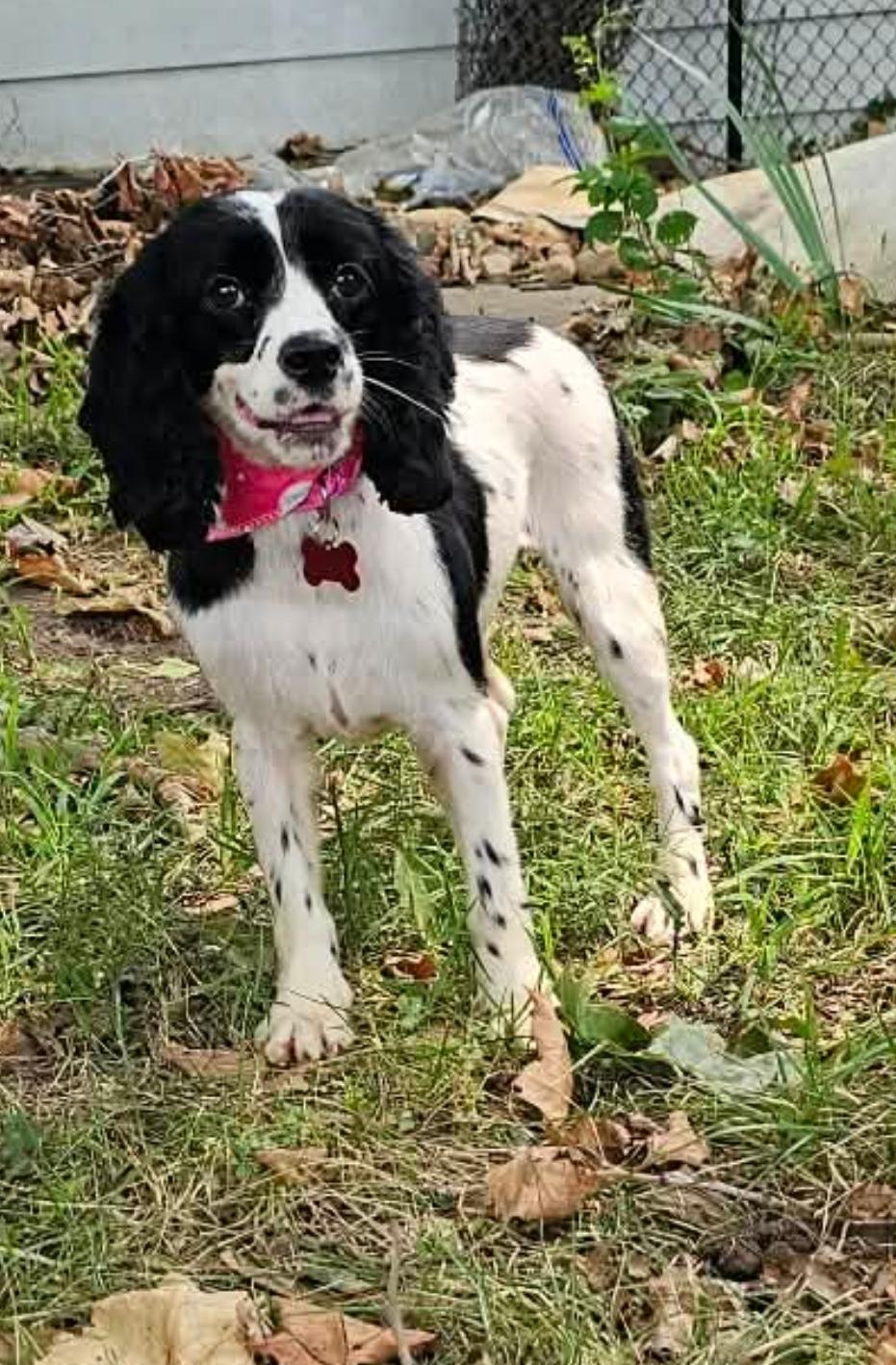 Maizey, an adopted mixed breed in Battle Creek, MI image 5/5