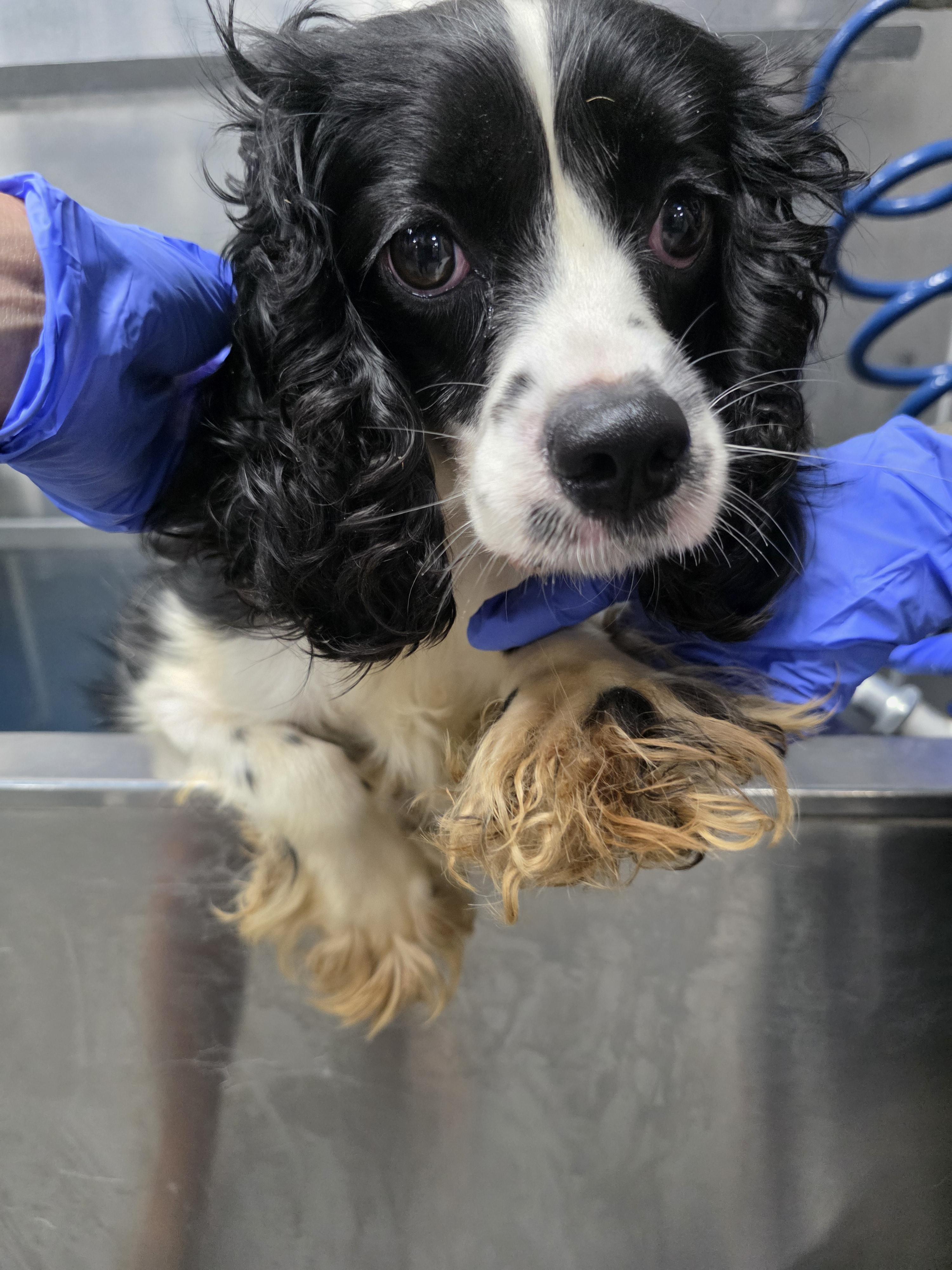Maizey, a ADOPTABLE Cocker Spaniel in Battle Creek, MI image 3/3