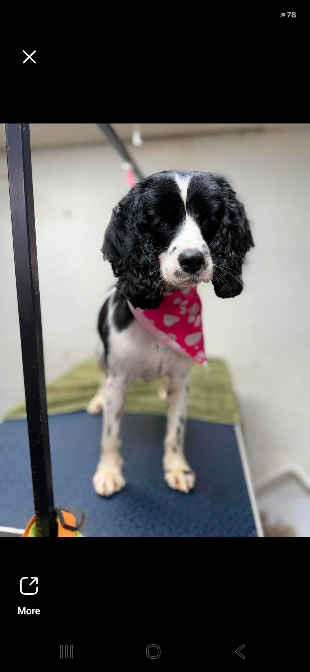 Maizey, an adopted mixed breed in Battle Creek, MI image 4/5