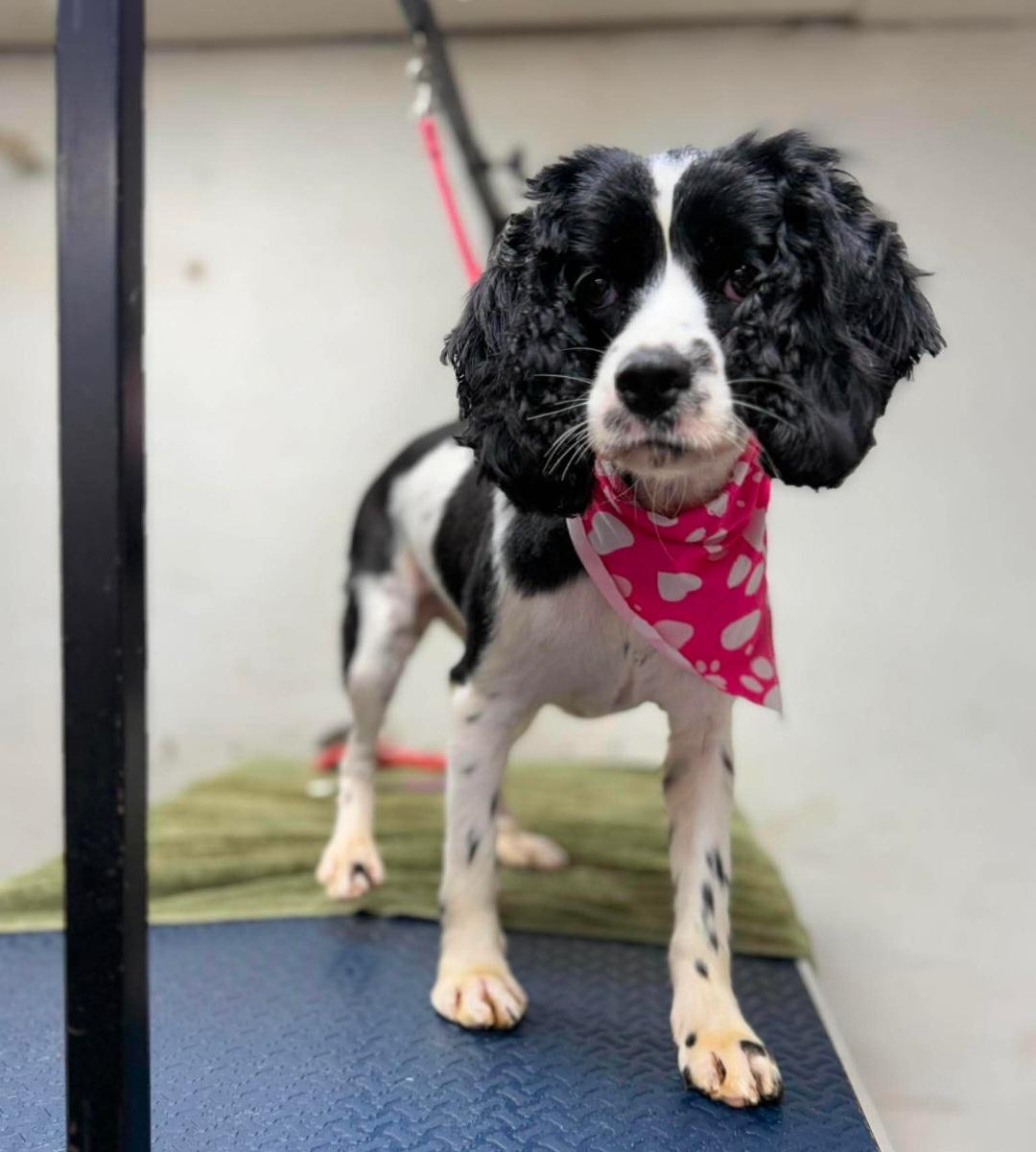Maizey, adopted, Young Female Cavalier King Charles Spaniel & Cocker Spaniel.