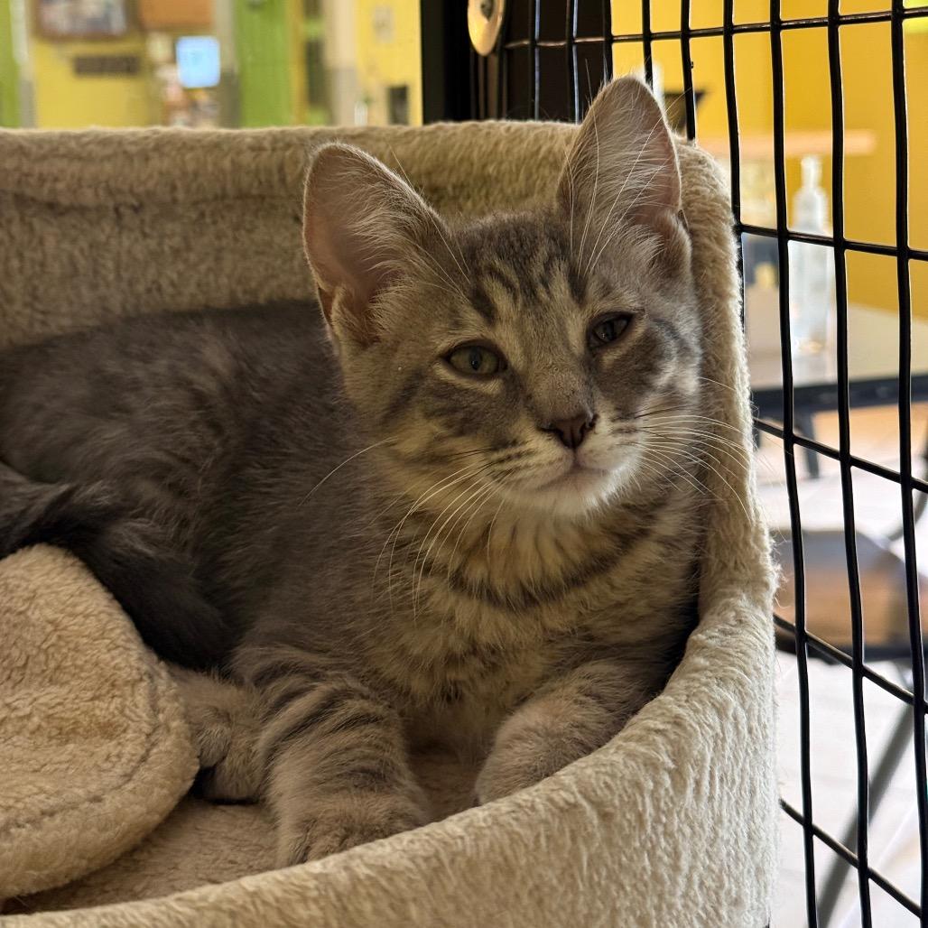 Trix, adoptable, Kitten Male Domestic Short Hair.