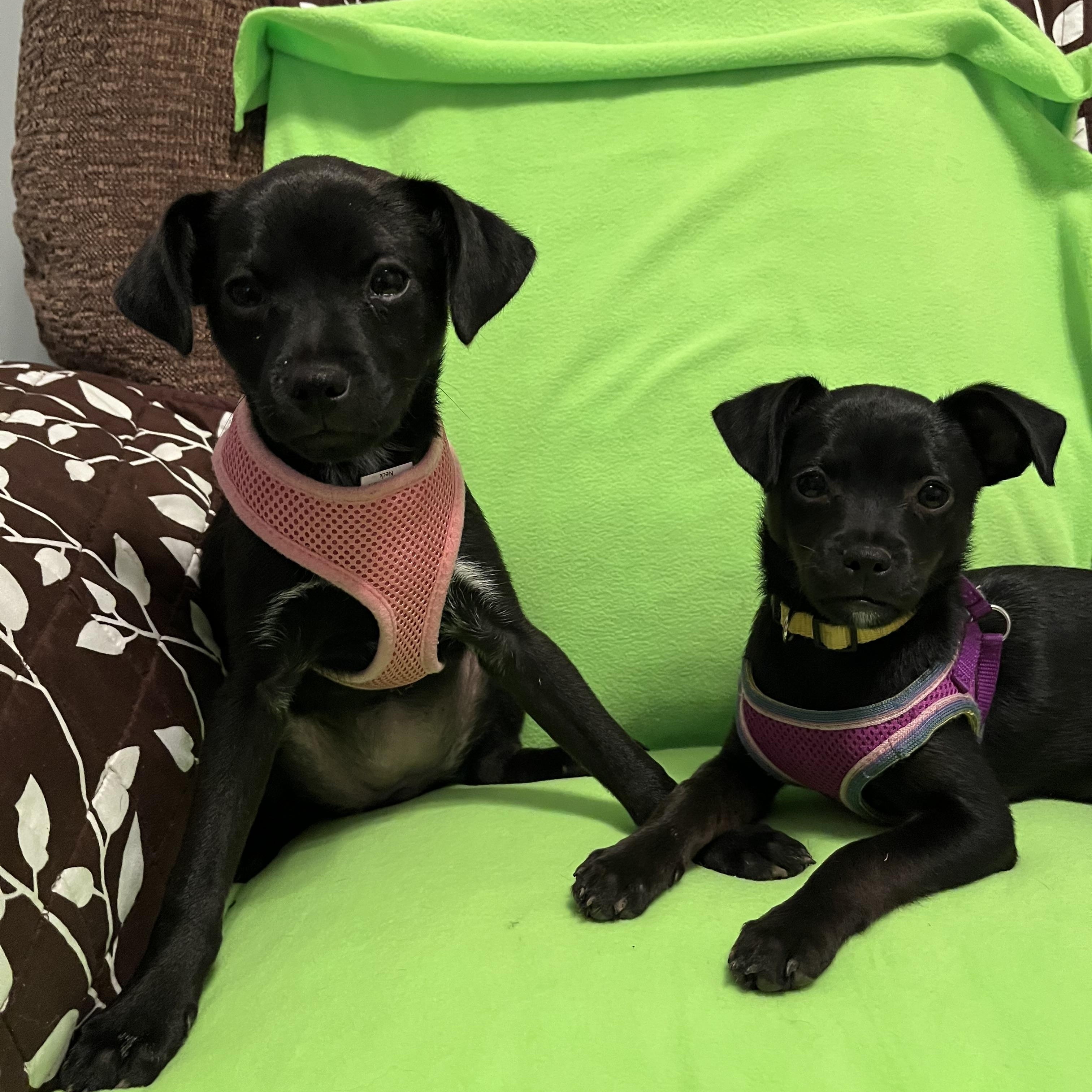 Bourbon & Julip, a ADOPTABLE mixed breed in Crystal Lake, IL image 3/5