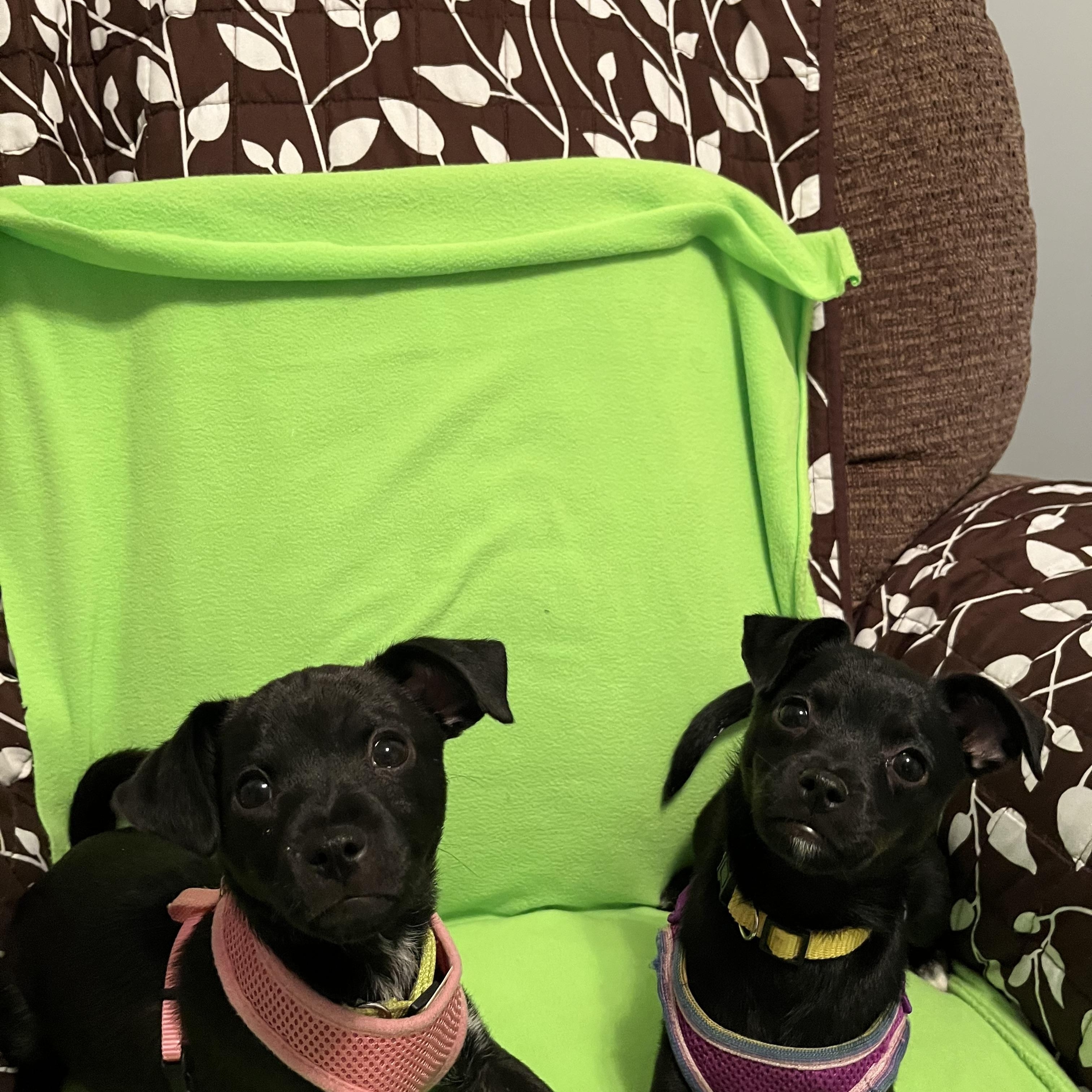 Bourbon & Julip, a ADOPTABLE mixed breed in Crystal Lake, IL image 4/5