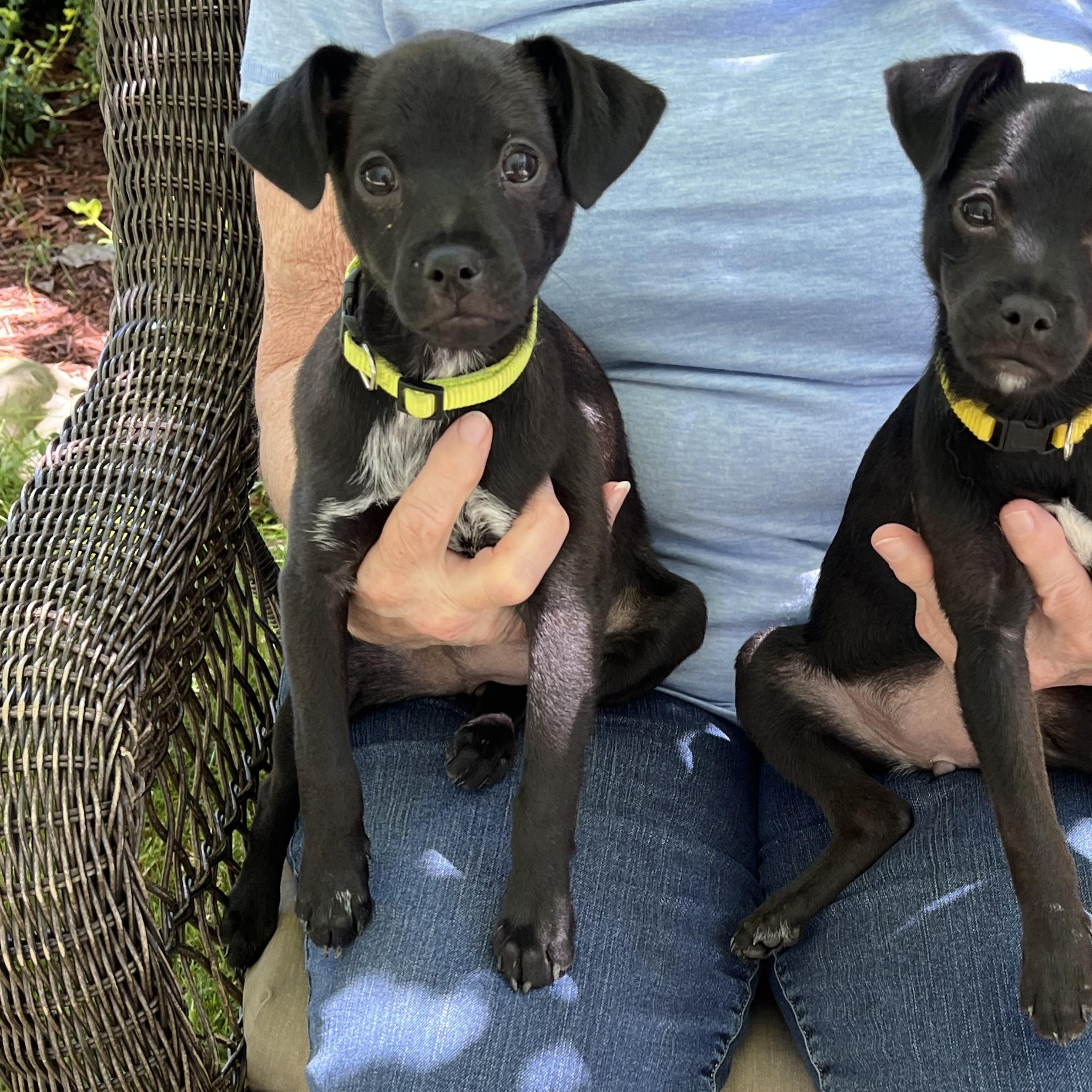 Bourbon & Julip, a ADOPTABLE mixed breed in Crystal Lake, IL image 1/5