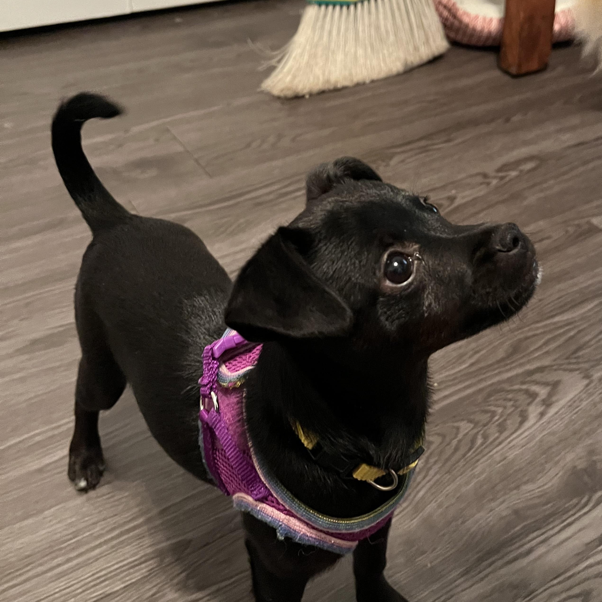 Bourbon & Julip, a ADOPTABLE mixed breed in Crystal Lake, IL image 5/5