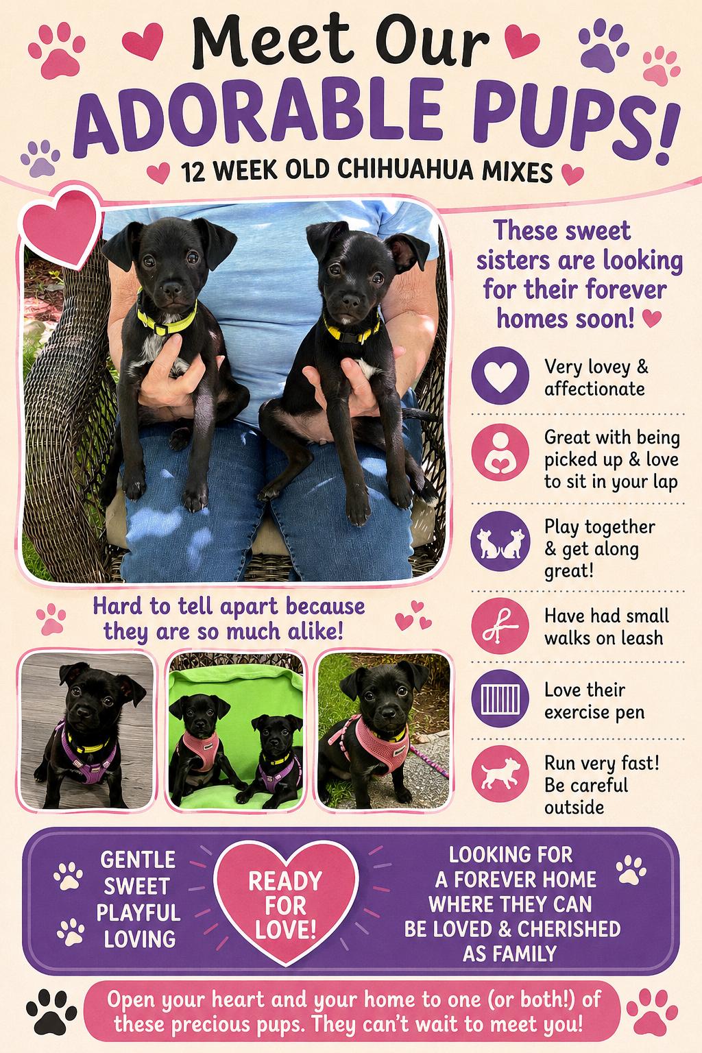 Bourbon & Julip, a ADOPTABLE mixed breed in Crystal Lake, IL image 2/5
