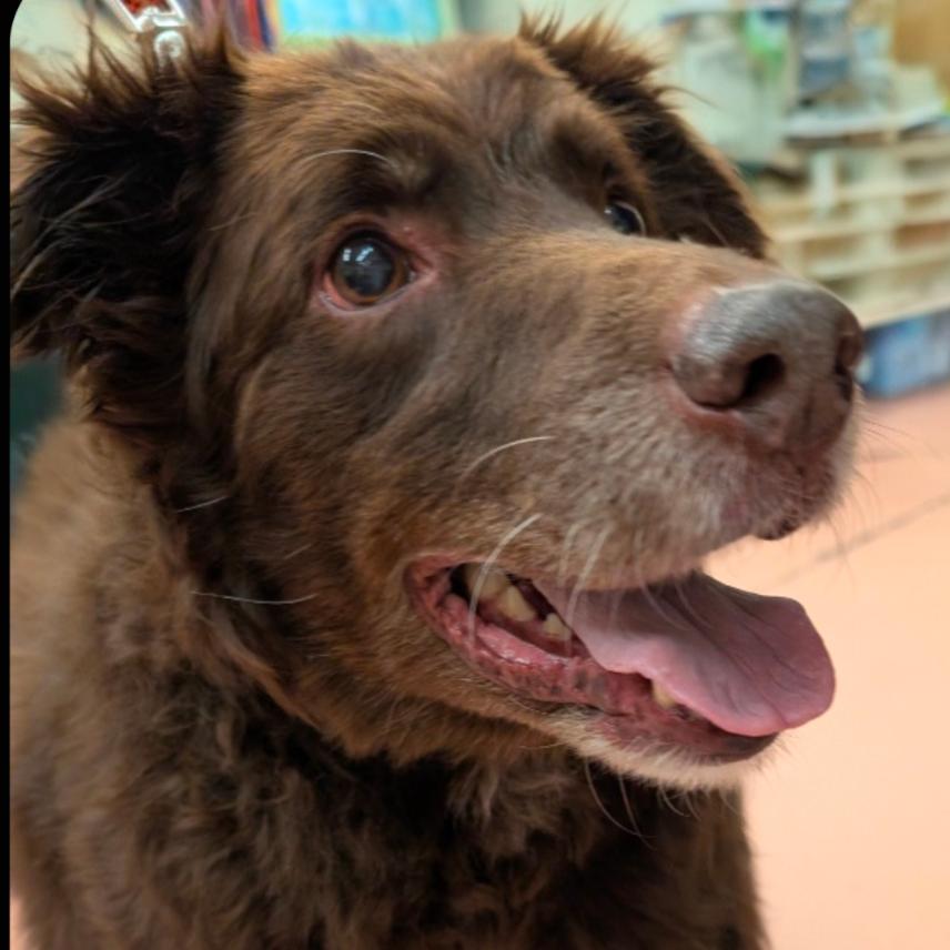 Ozzie, Adoptable, Senior Male Chocolate Labrador Retriever & Mixed Breed.