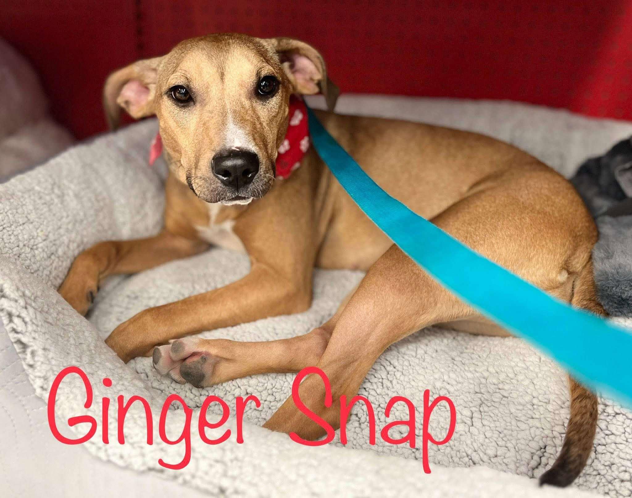 Ginger Snap, a Adoptable mixed breed in Elburn, IL image 1/6