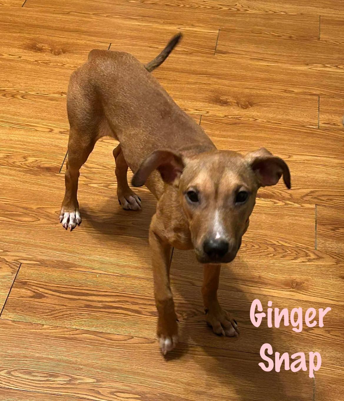 Enlarge Ginger Snap, a Adoptable mixed breed in Elburn, IL image 1/5
