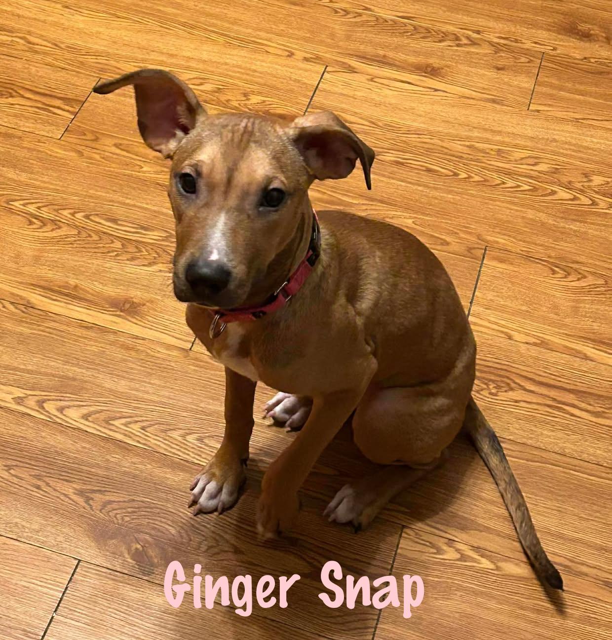 Enlarge Ginger Snap, a Adoptable mixed breed in Elburn, IL image 5/5