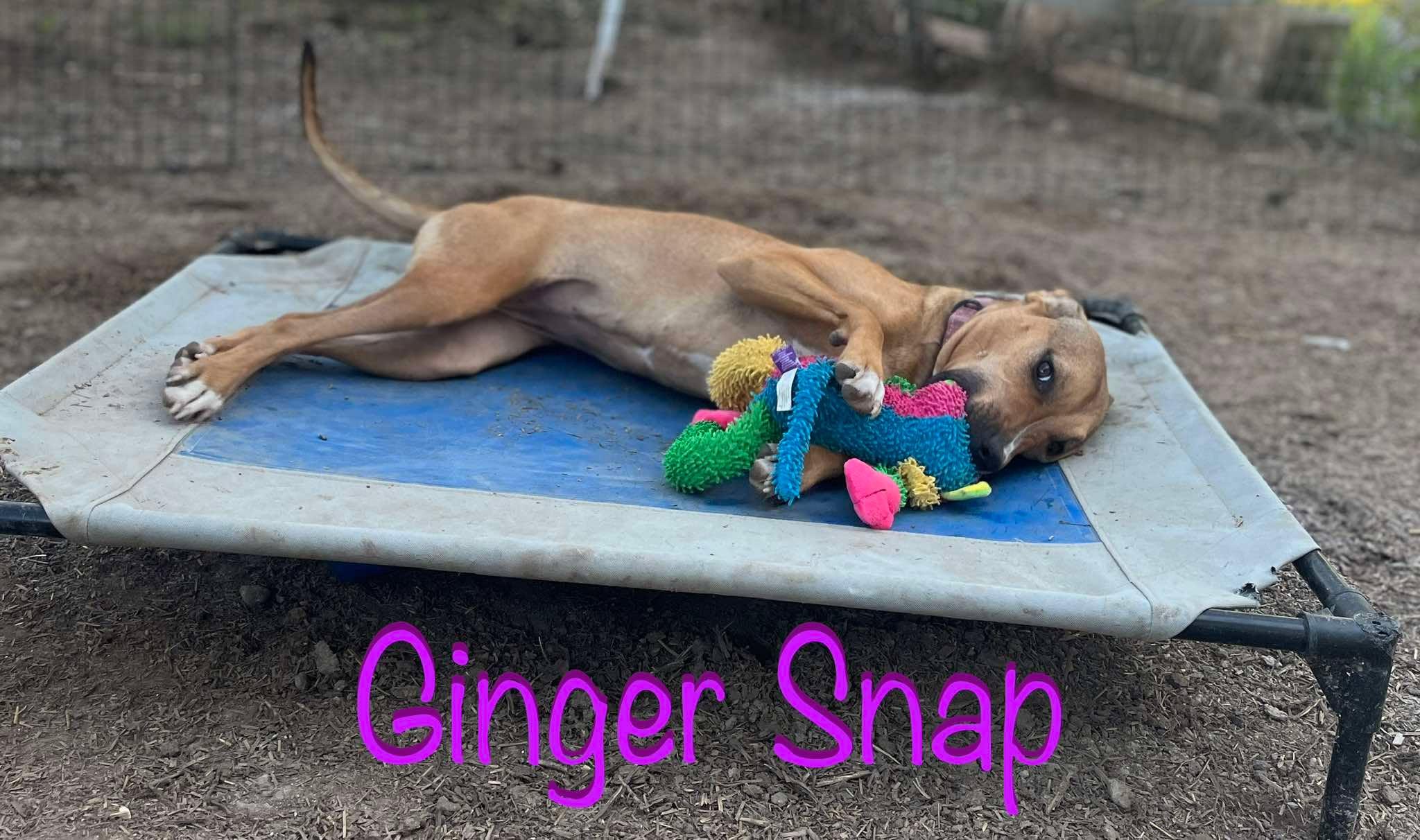 Ginger Snap, a Adoptable mixed breed in Elburn, IL image 4/6