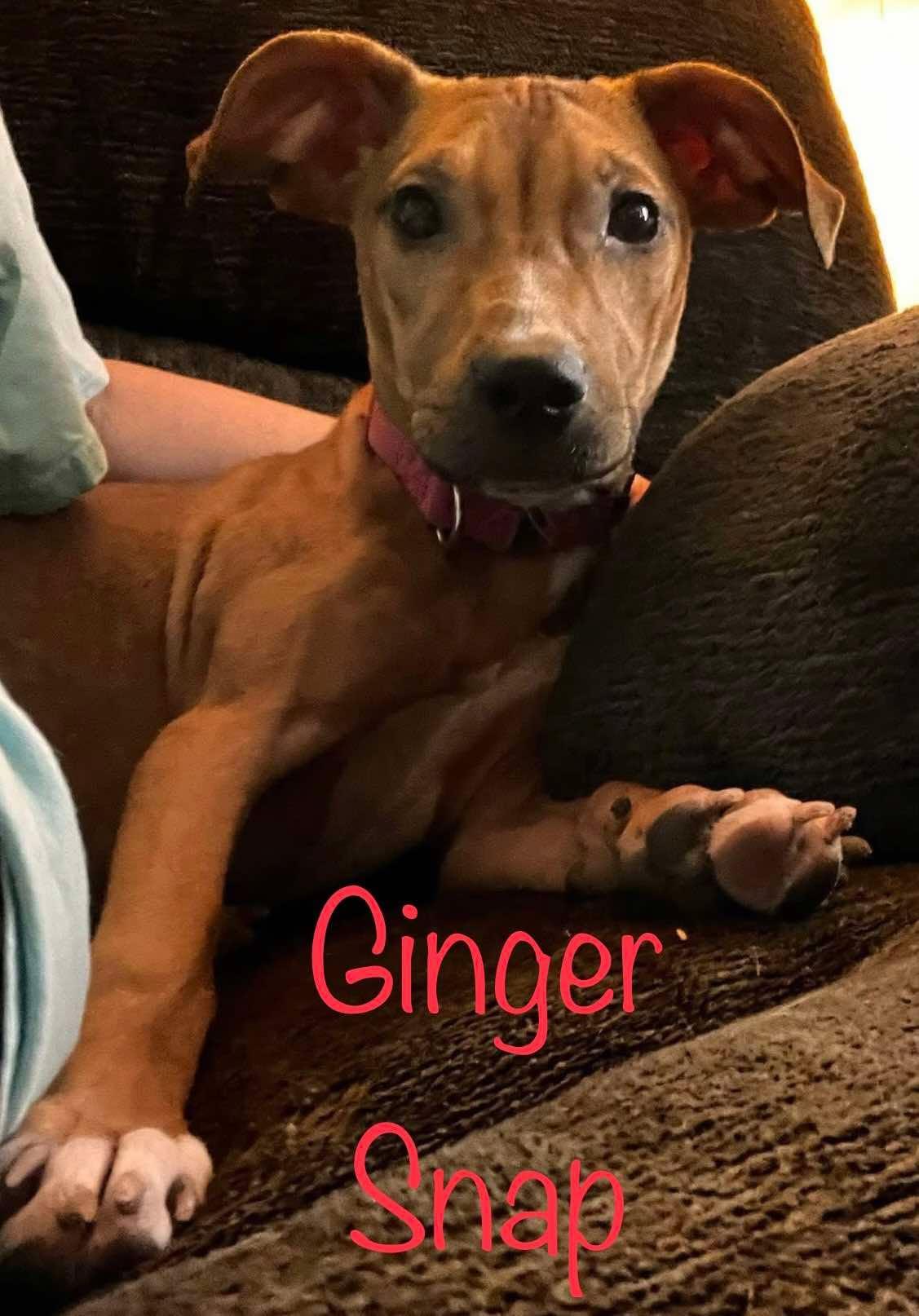 Ginger Snap, a Adoptable mixed breed in Elburn, IL image 6/6