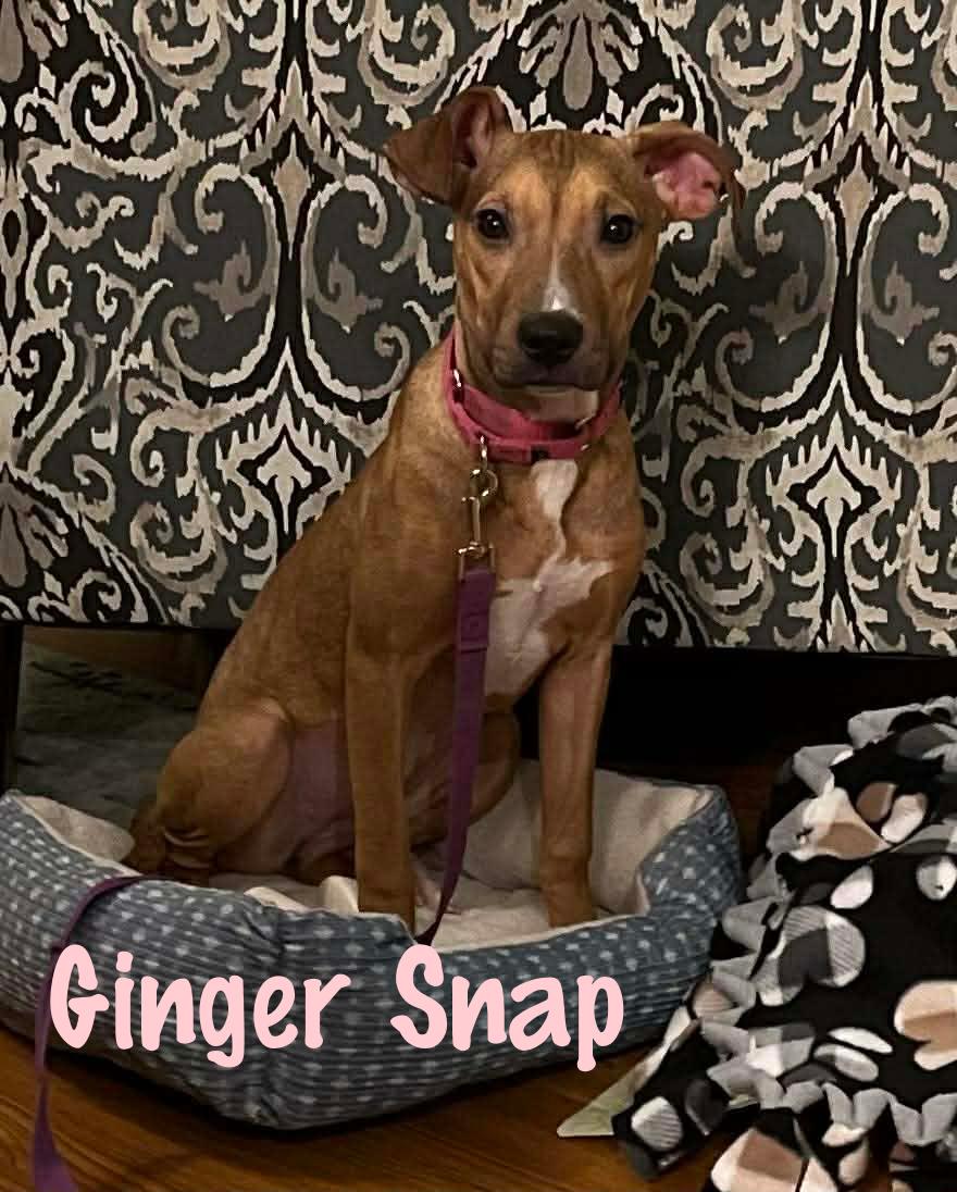Enlarge Ginger Snap, a Adoptable mixed breed in Elburn, IL image 2/5