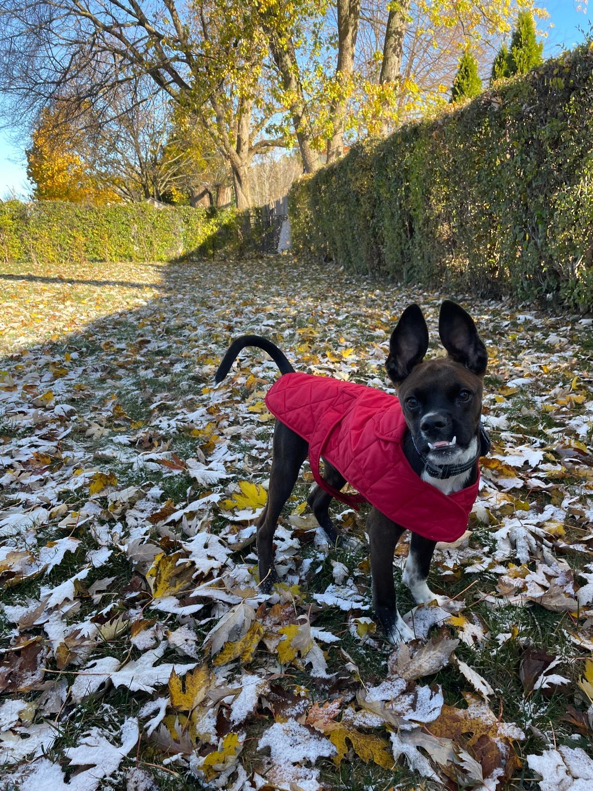 Enlarge Batman- a superhero dog, an adoptable mixed breed in Lake Forest, IL image 1/5