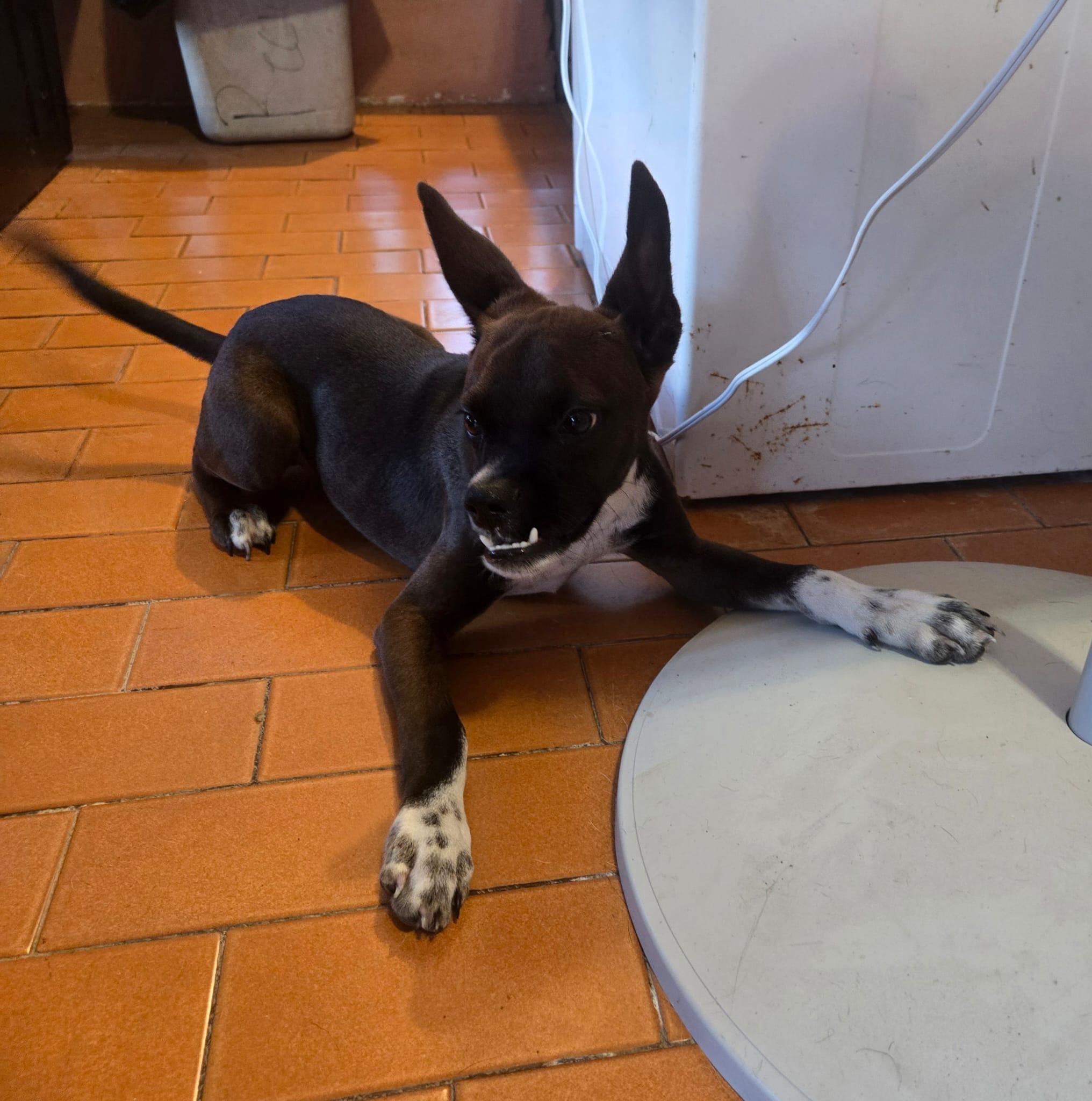 Enlarge Batman- a superhero dog, an adoptable mixed breed in Lake Forest, IL image 4/5