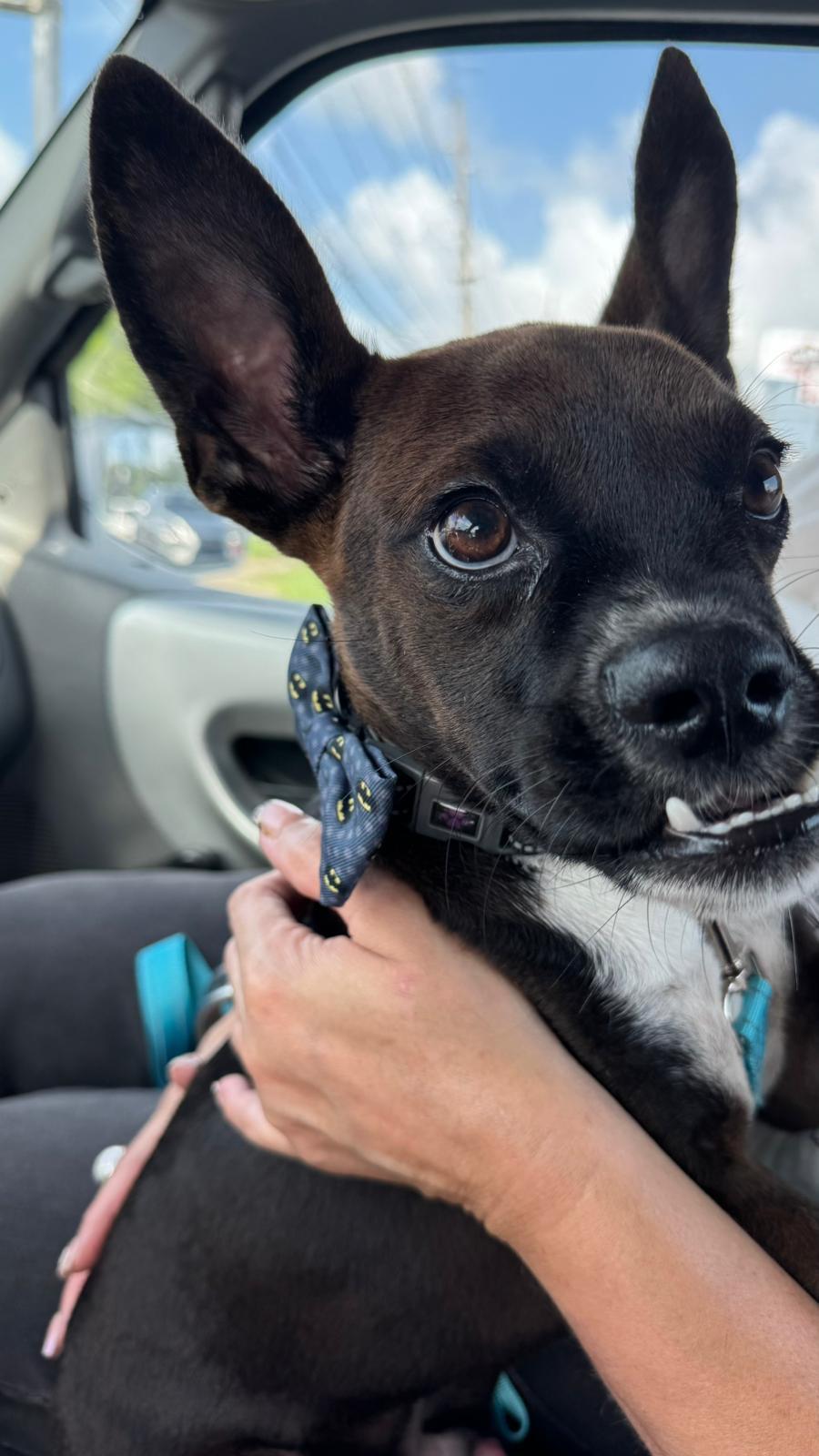 Enlarge Batman- a superhero dog, an adoptable mixed breed in Lake Forest, IL image 3/5