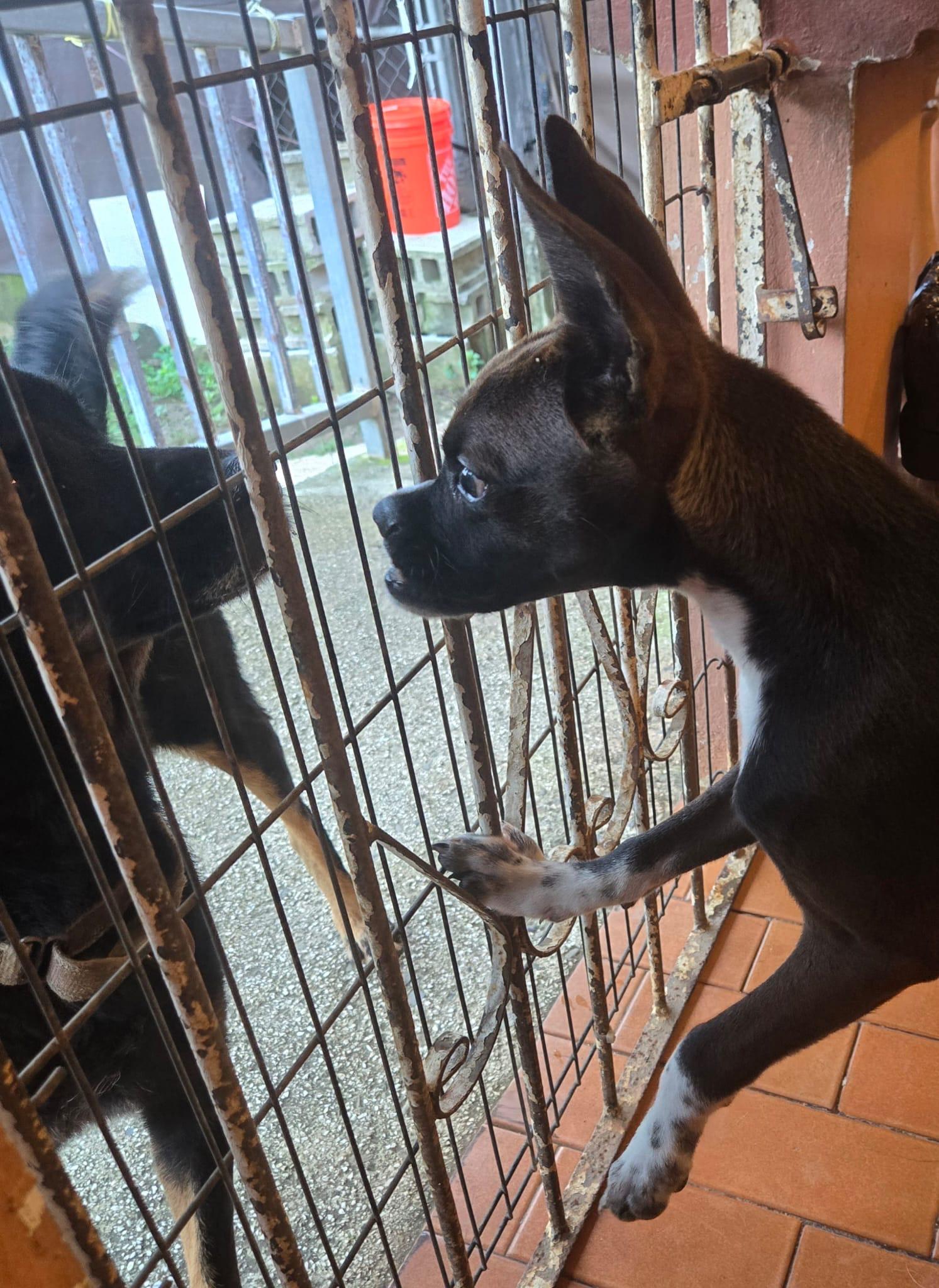 Enlarge Batman- a superhero dog, an adoptable mixed breed in Lake Forest, IL image 5/5