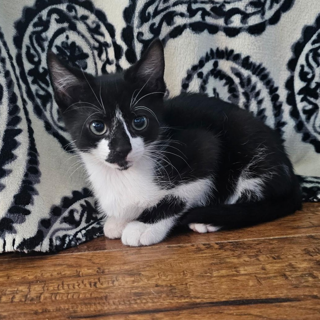 Enlarge Homer Simpson, a ADOPTABLE Domestic Short Hair in Portland, OR image 2/4