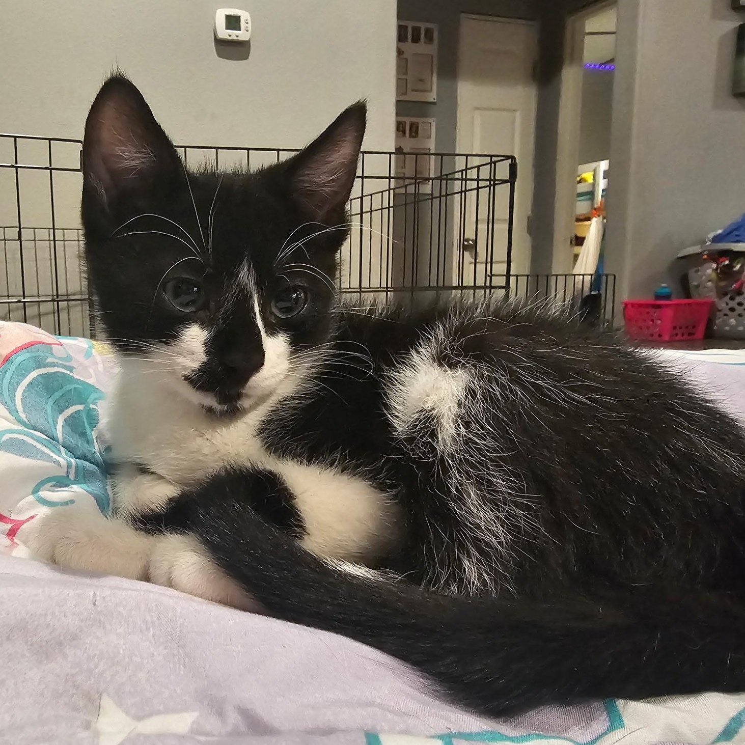 Enlarge Homer Simpson, a ADOPTABLE Domestic Short Hair in Portland, OR image 3/4