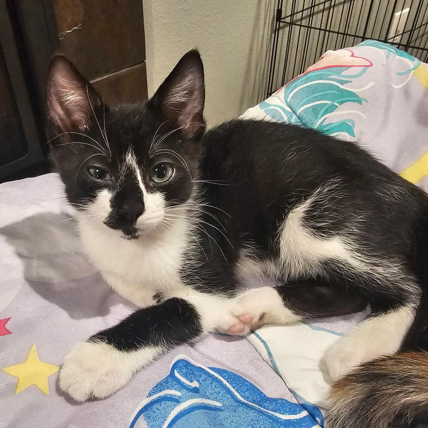Homer Simpson, ADOPTABLE, Kitten Male Domestic Short Hair.