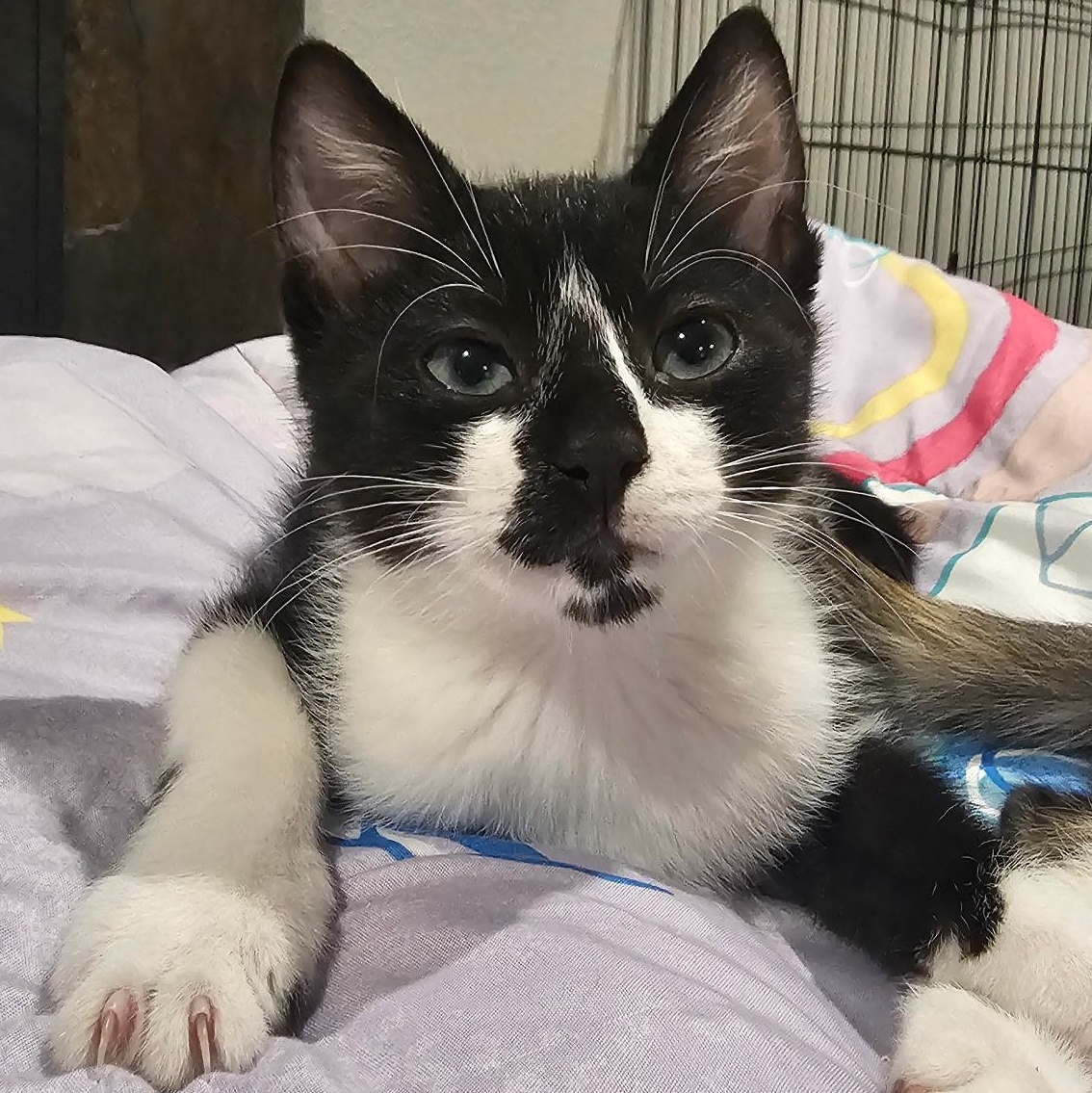 Enlarge Homer Simpson, a ADOPTABLE Domestic Short Hair in Portland, OR image 4/4