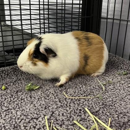 Nieve, Adult Male Guinea Pig