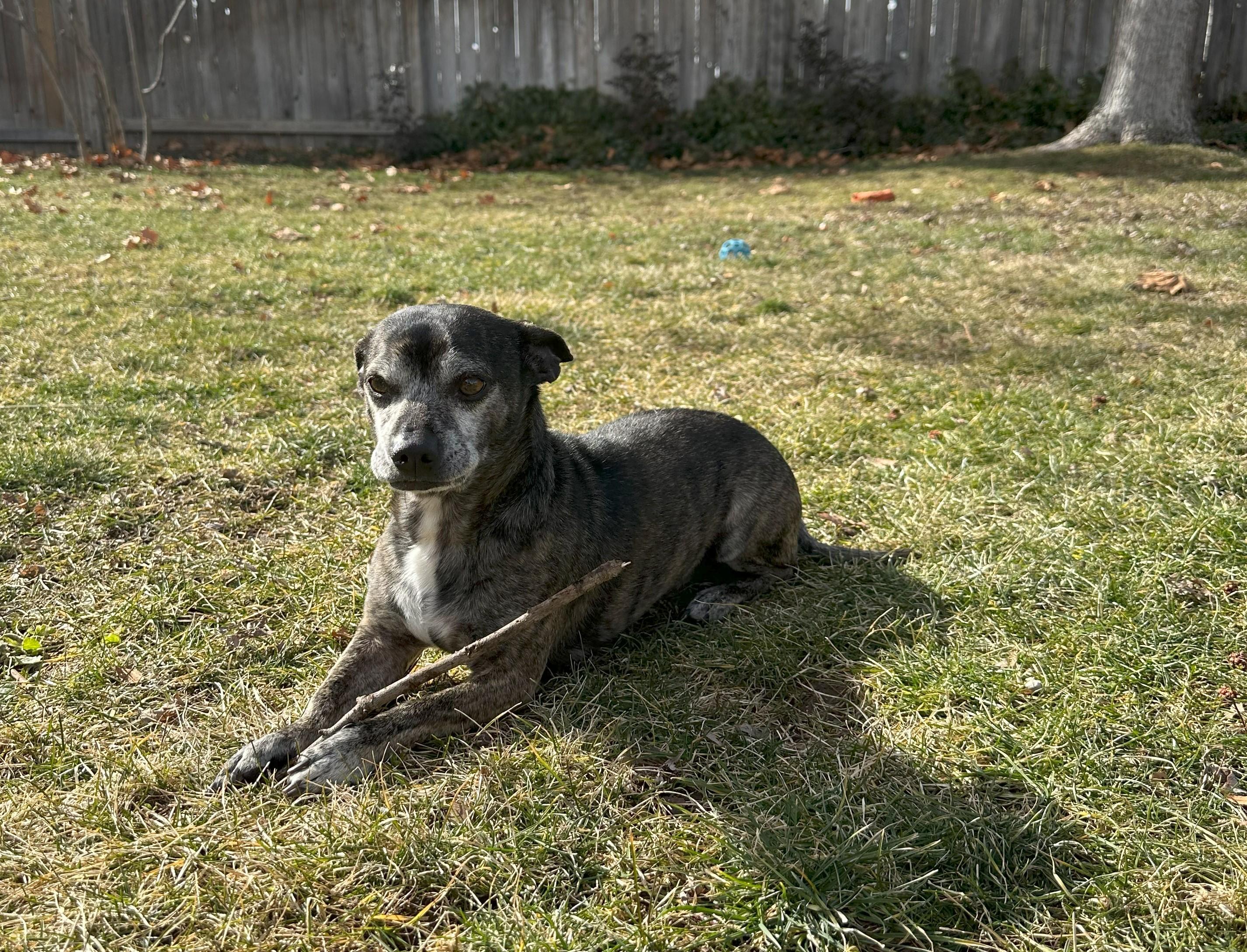 Victor, an adoptable Chihuahua in Boise, ID, 83706 | Photo Image 4