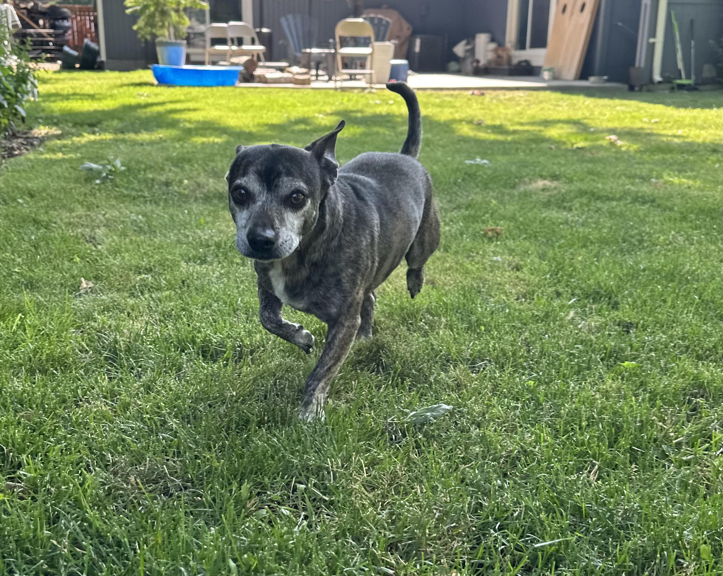 Victor, an adoptable Chihuahua in Boise, ID, 83706 | Photo Image 2
