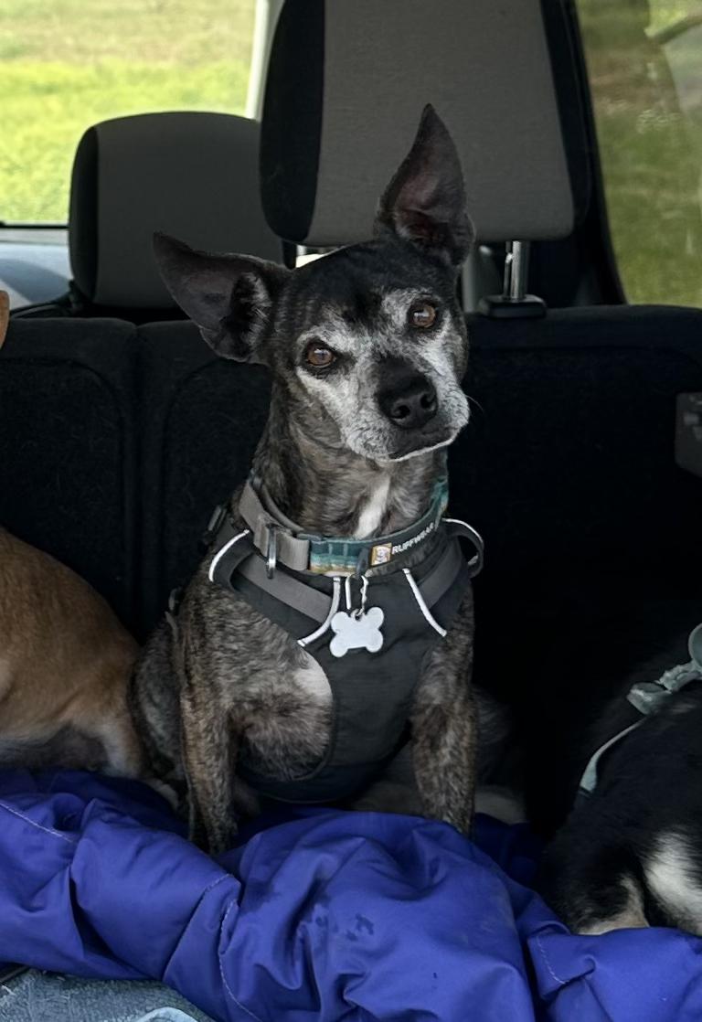 Victor, an adoptable Chihuahua in Boise, ID, 83706 | Photo Image 1