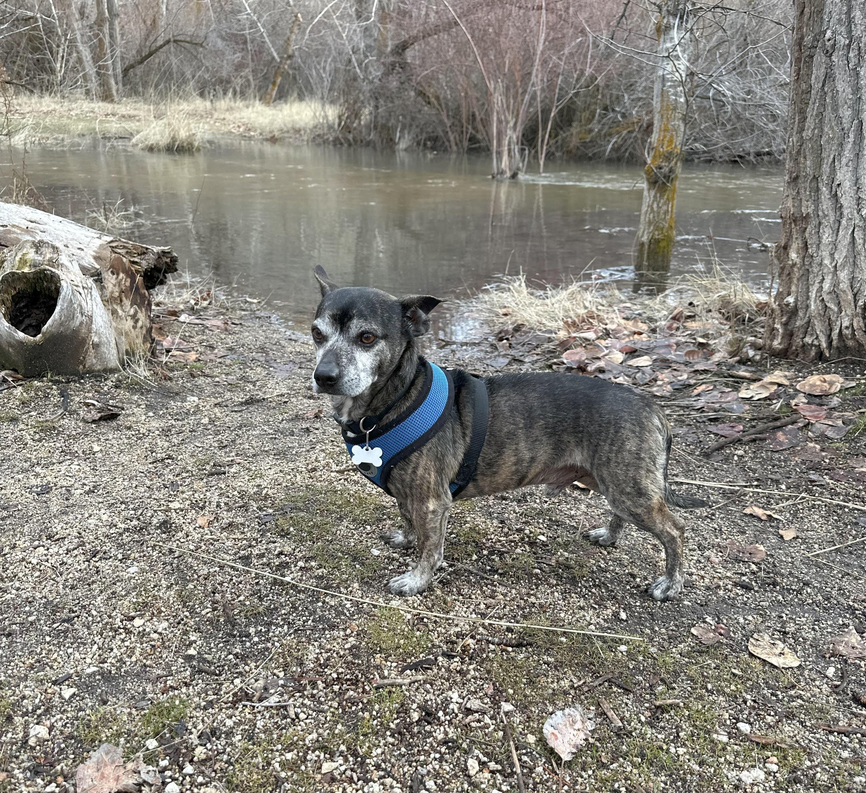Victor, an adoptable Chihuahua in Boise, ID, 83706 | Photo Image 3