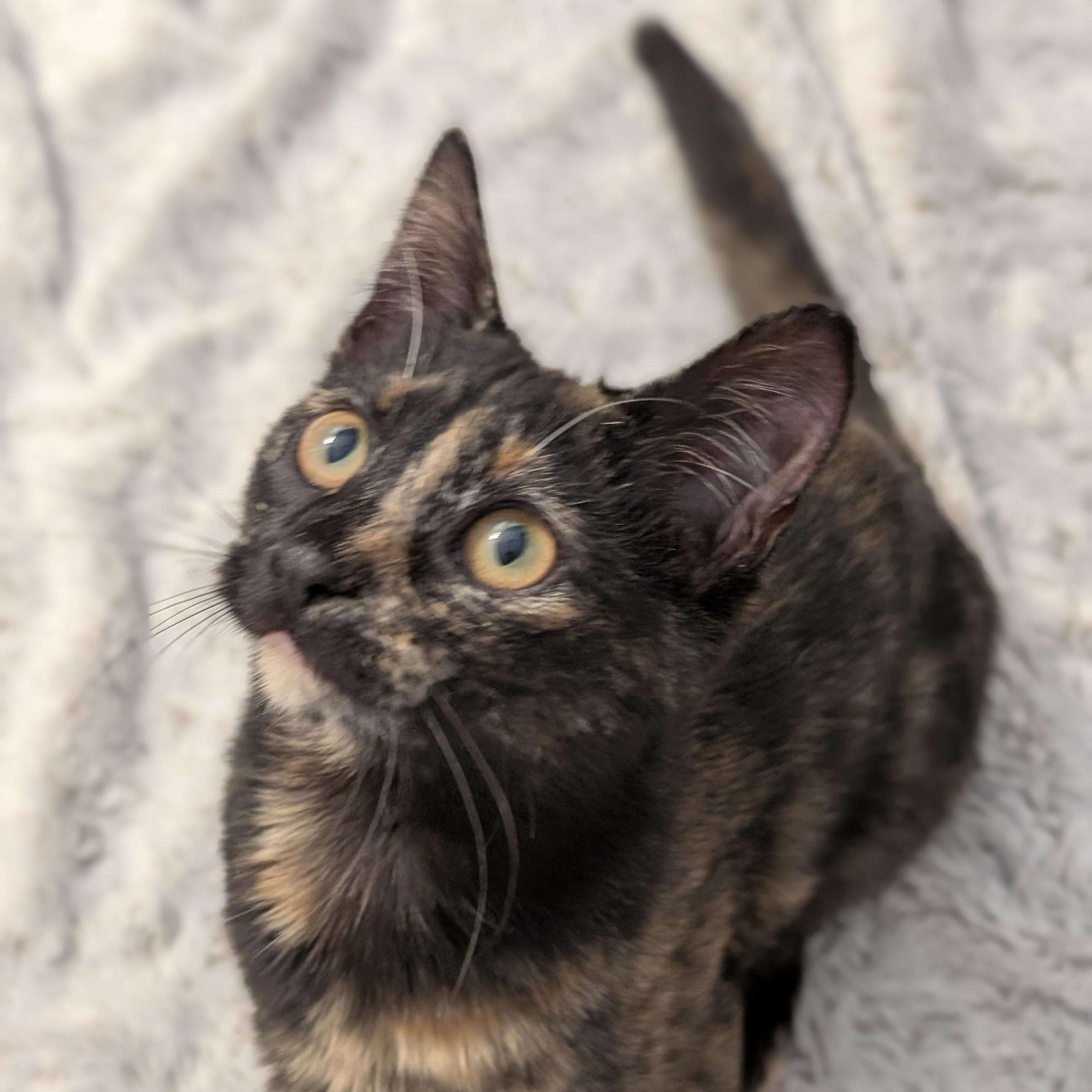Enlarge Isabella , a ADOPTABLE Domestic Short Hair in Wilmington, NC image 2/6