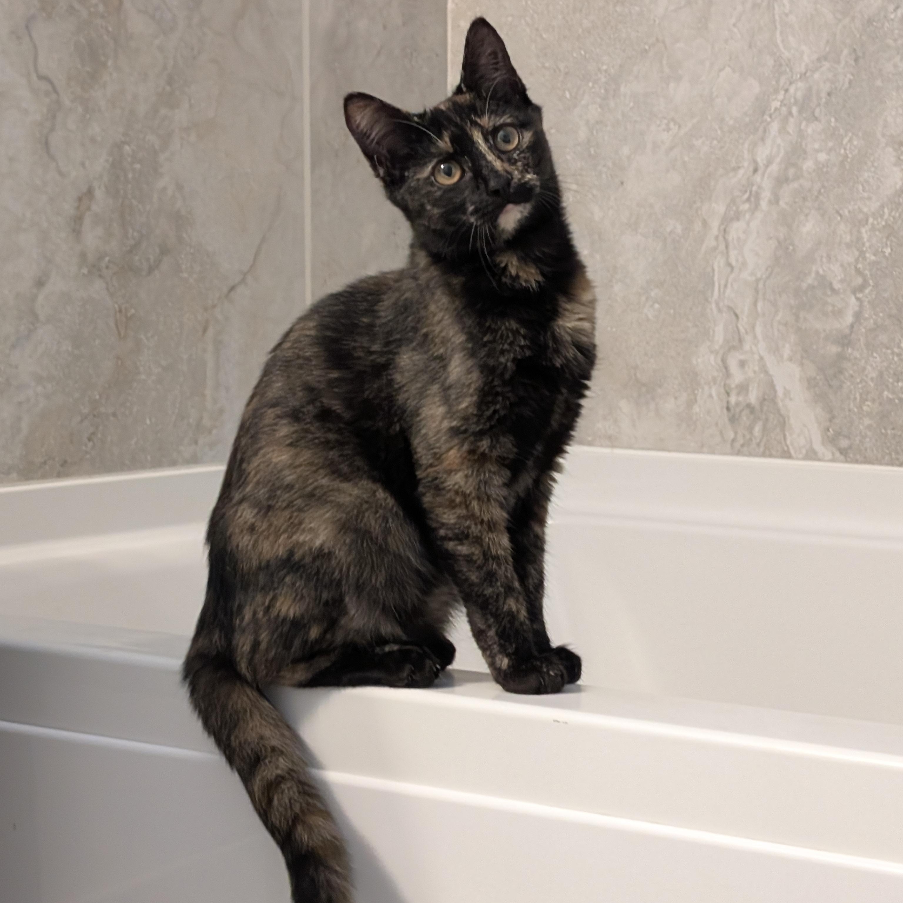 Enlarge Isabella , a ADOPTABLE Domestic Short Hair in Wilmington, NC image 6/6